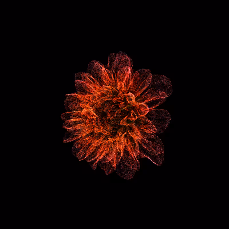 Dahlia Pinnata 30 #166