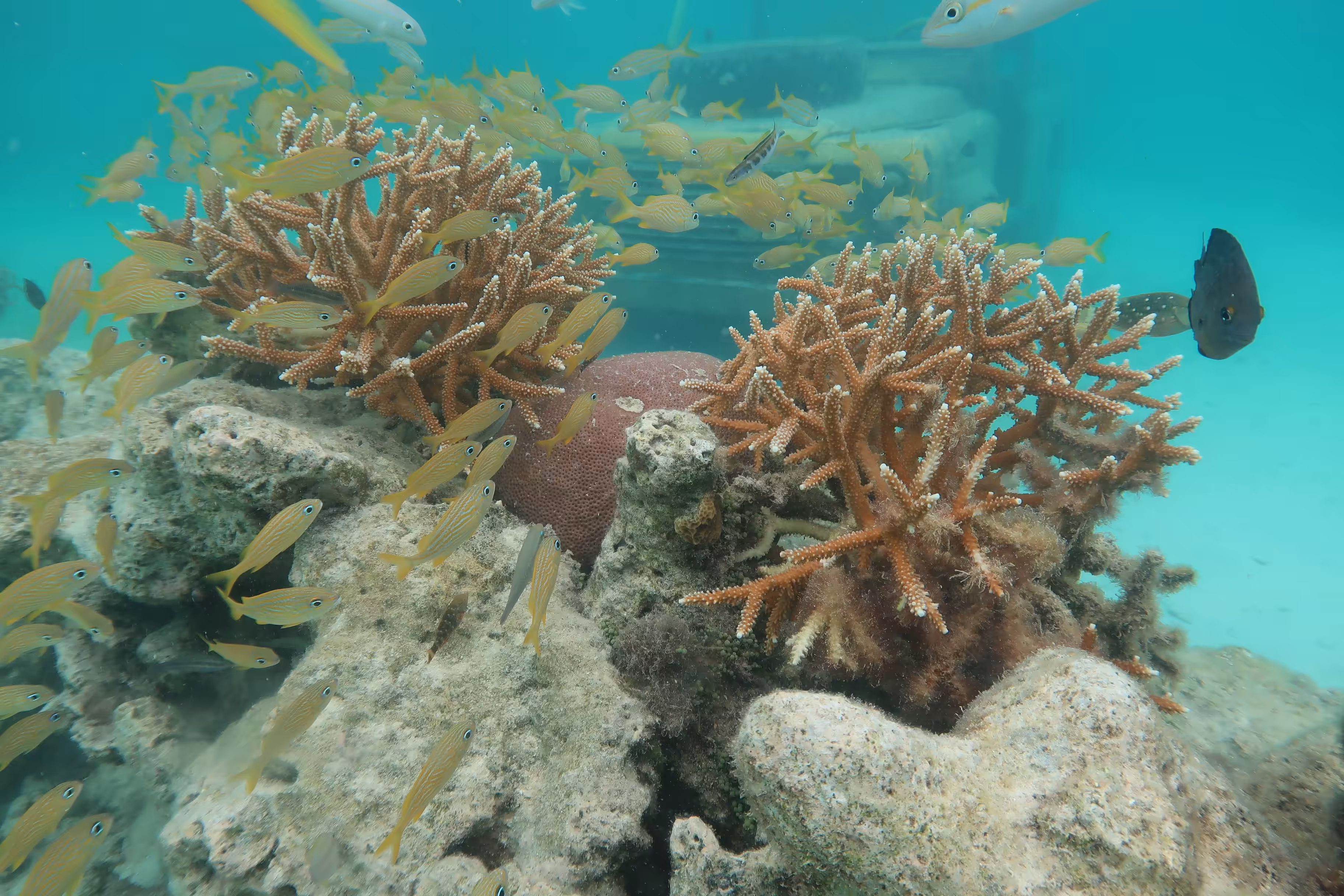 Atlantic Ocean deepsea 