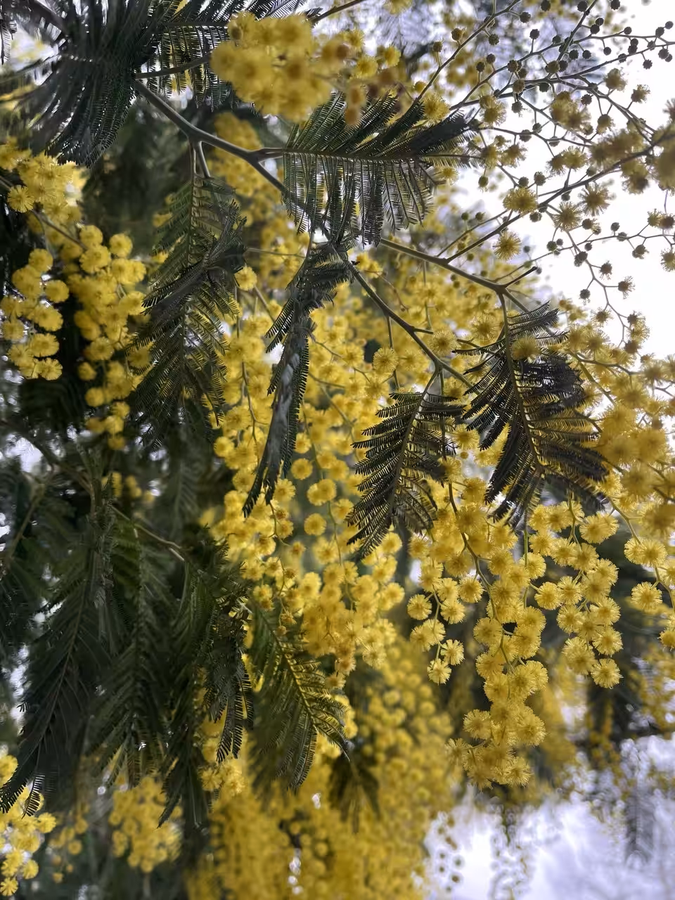 Winter tenderness