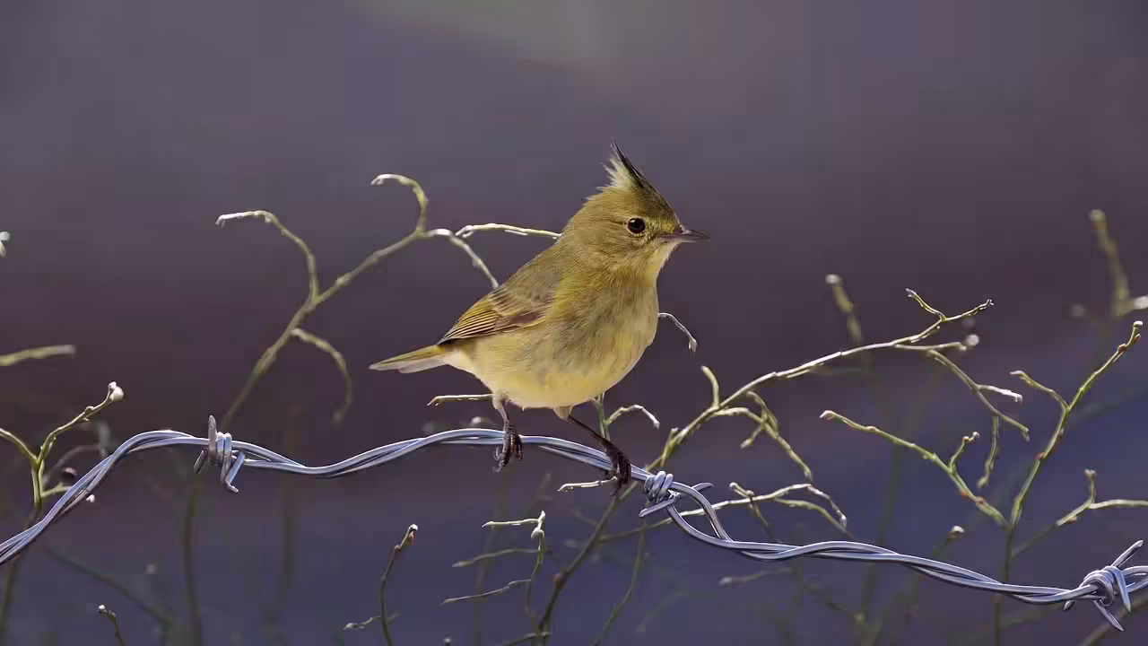 Birds Observations: Danky, The Last Light