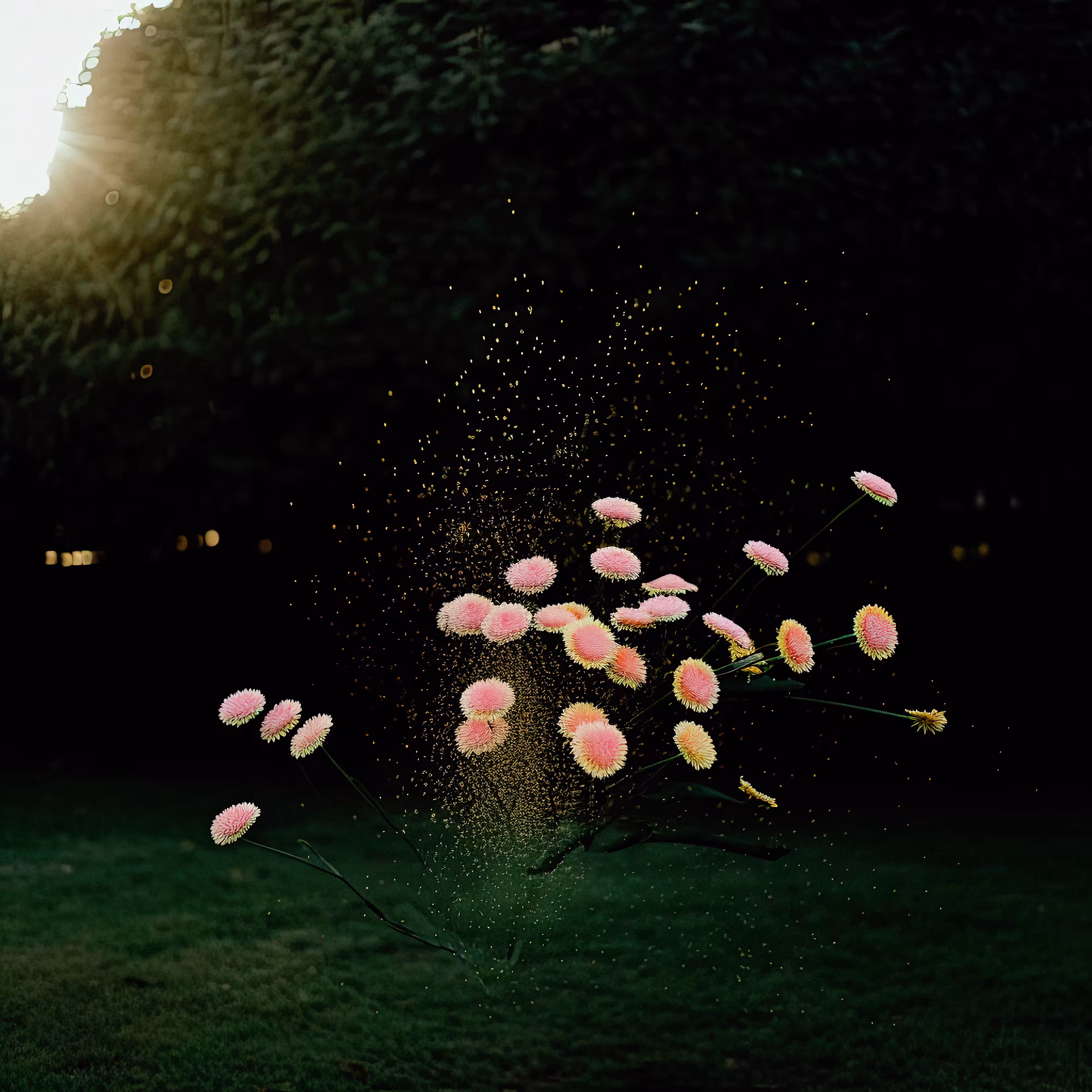 Pink Daisy Dust