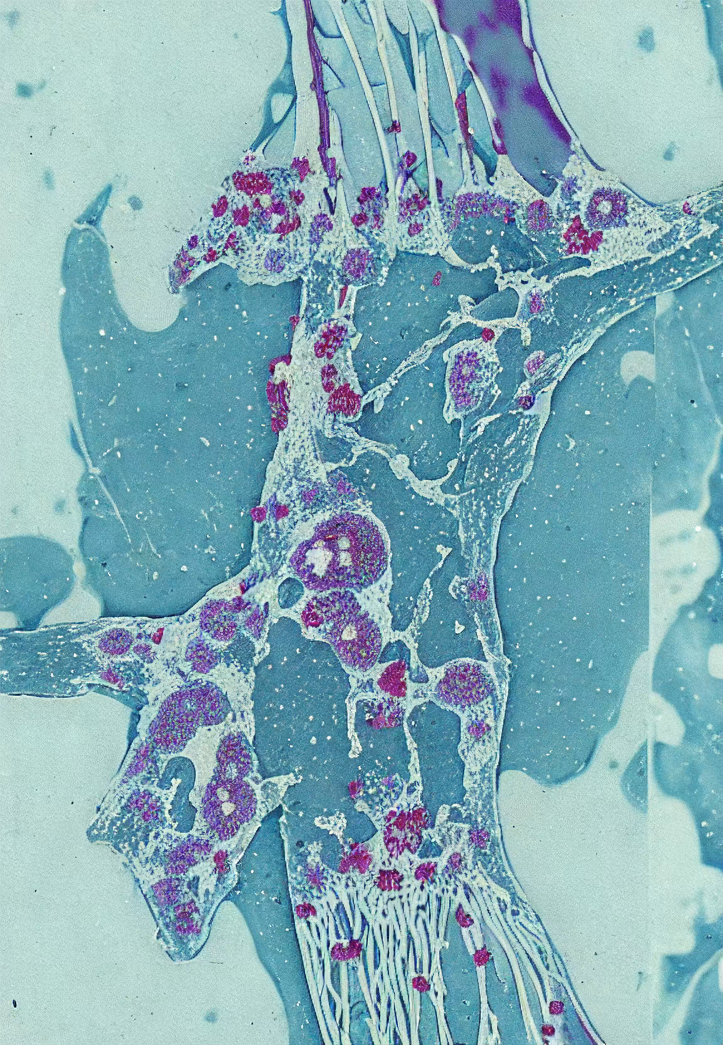 Histologia In Silico #49