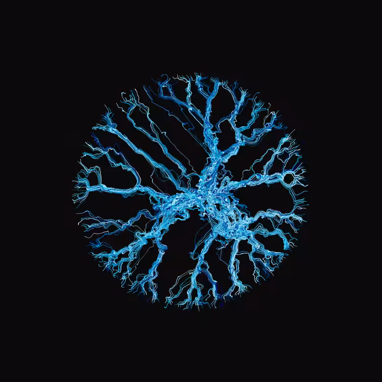 Ginseng #73