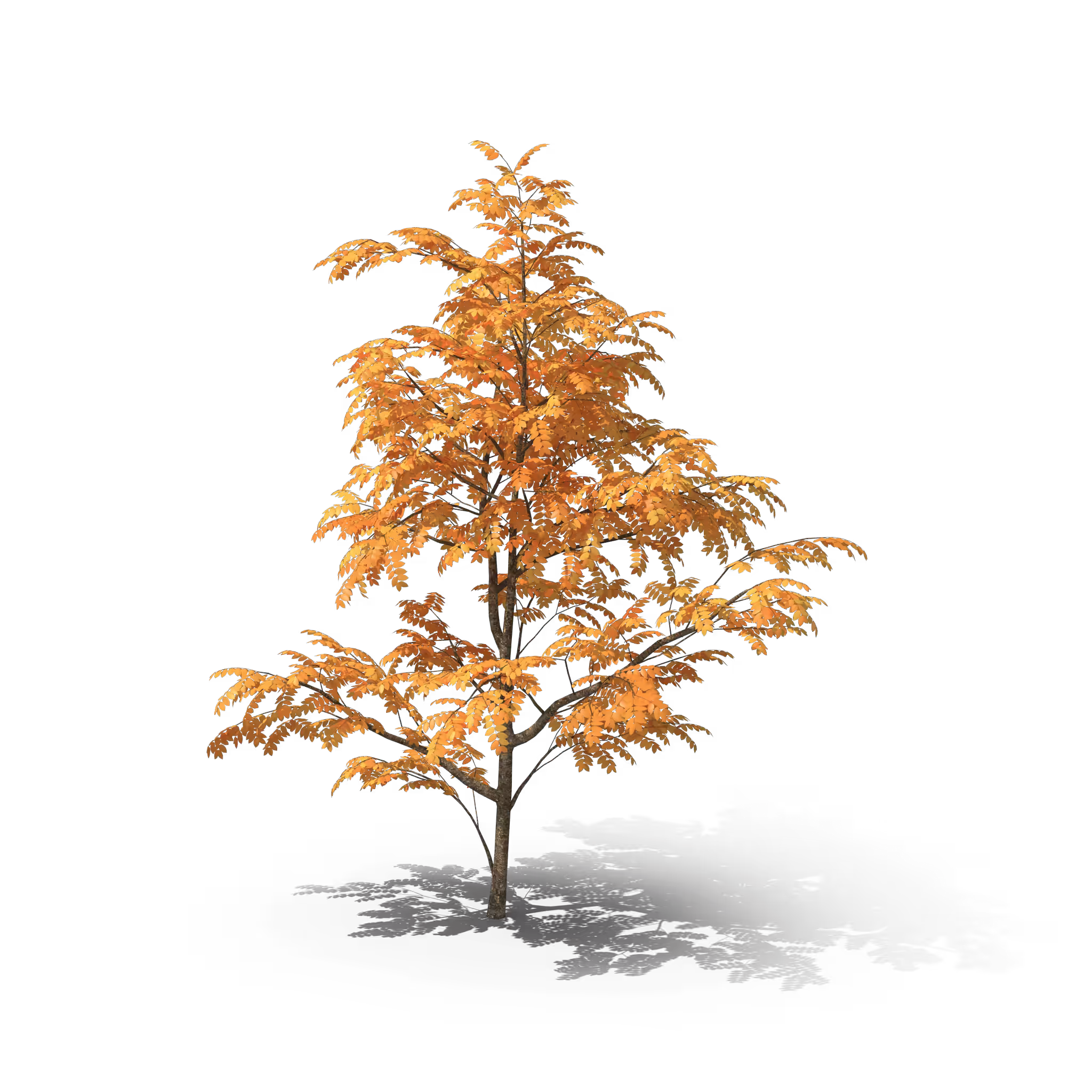 Your Tree #64