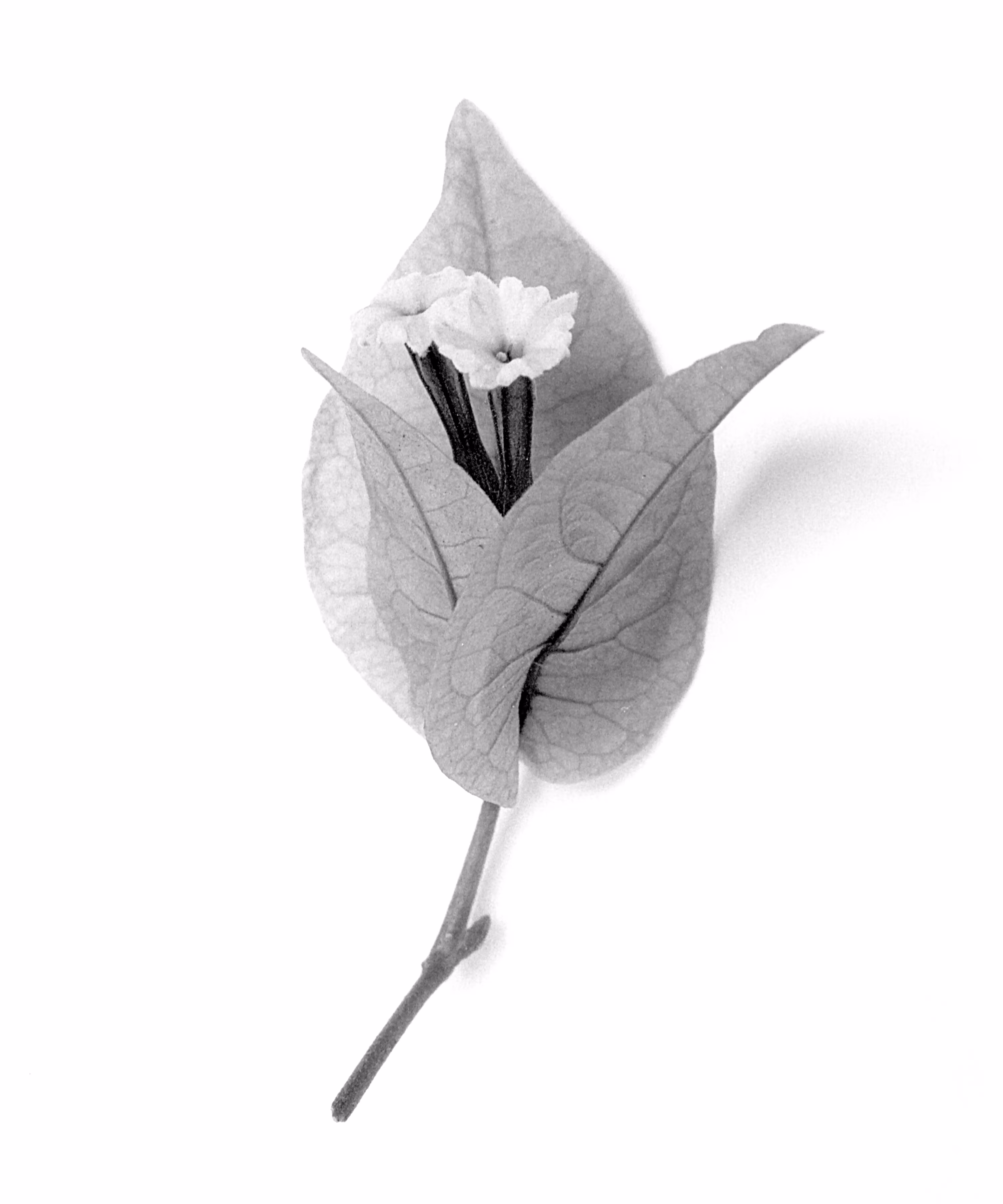  Bougainvillea spectabilis, No. 1