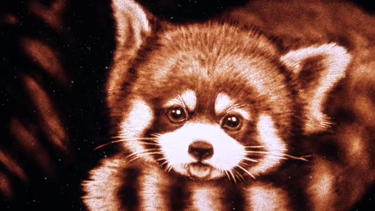 Cute Red Panda