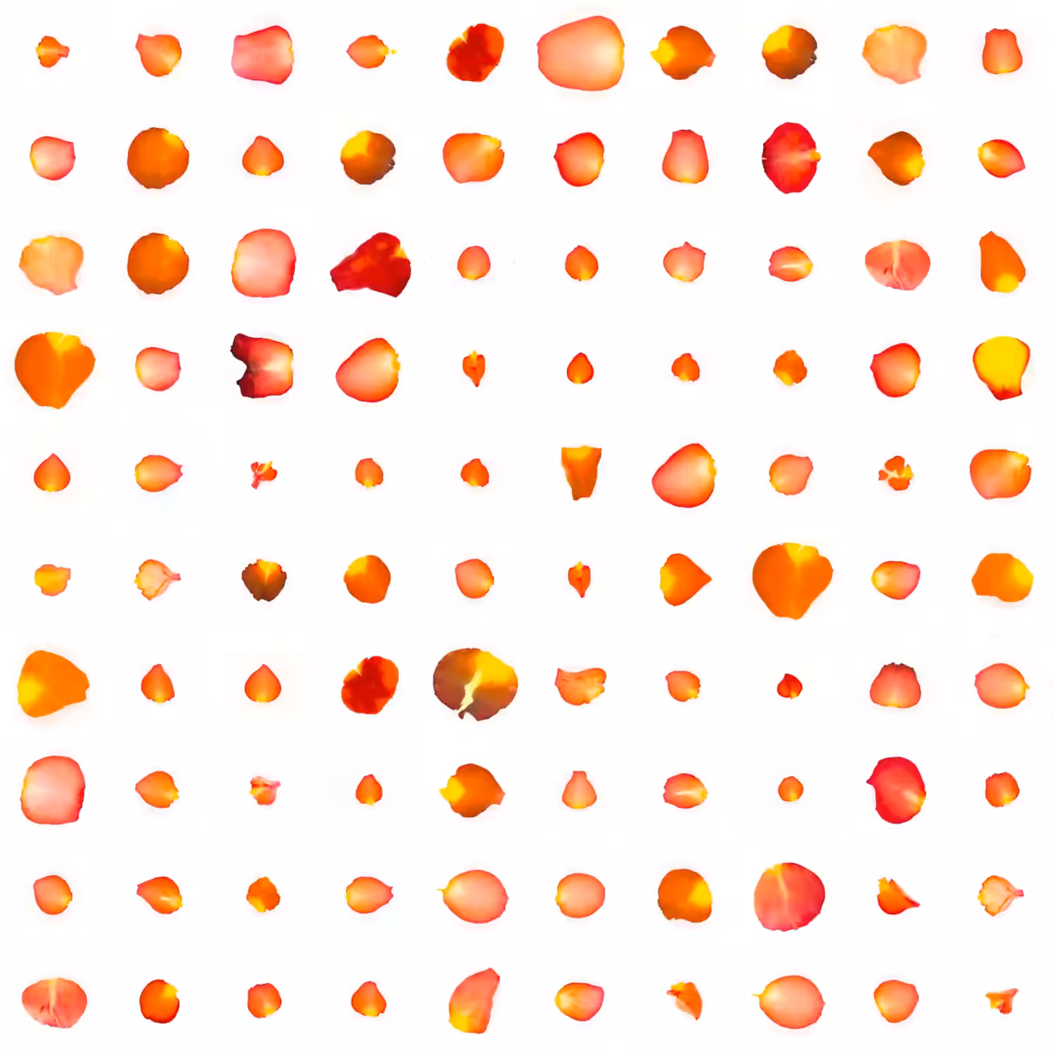 Infinite Petals 10x10#2548