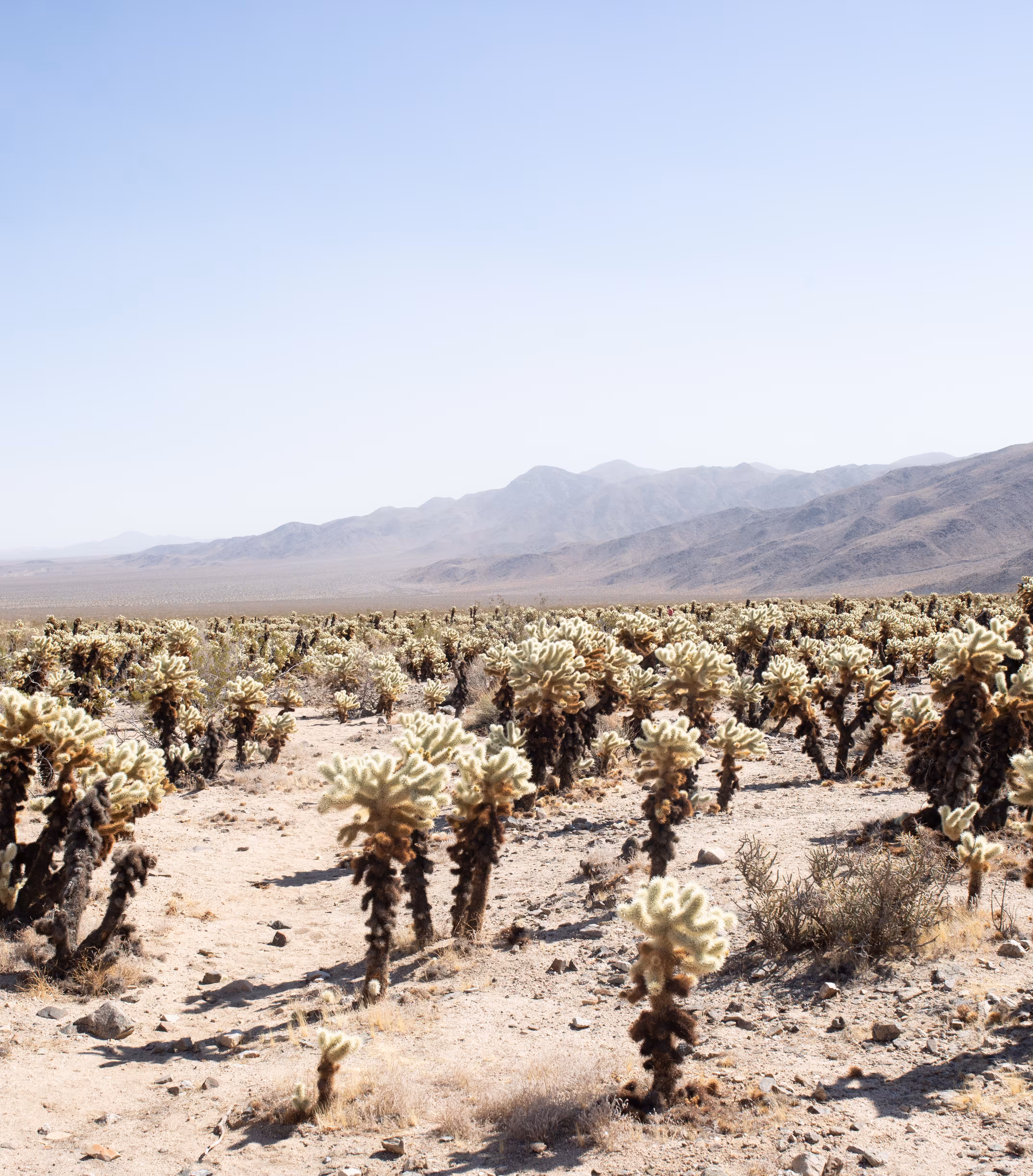 Garden of Cholla
