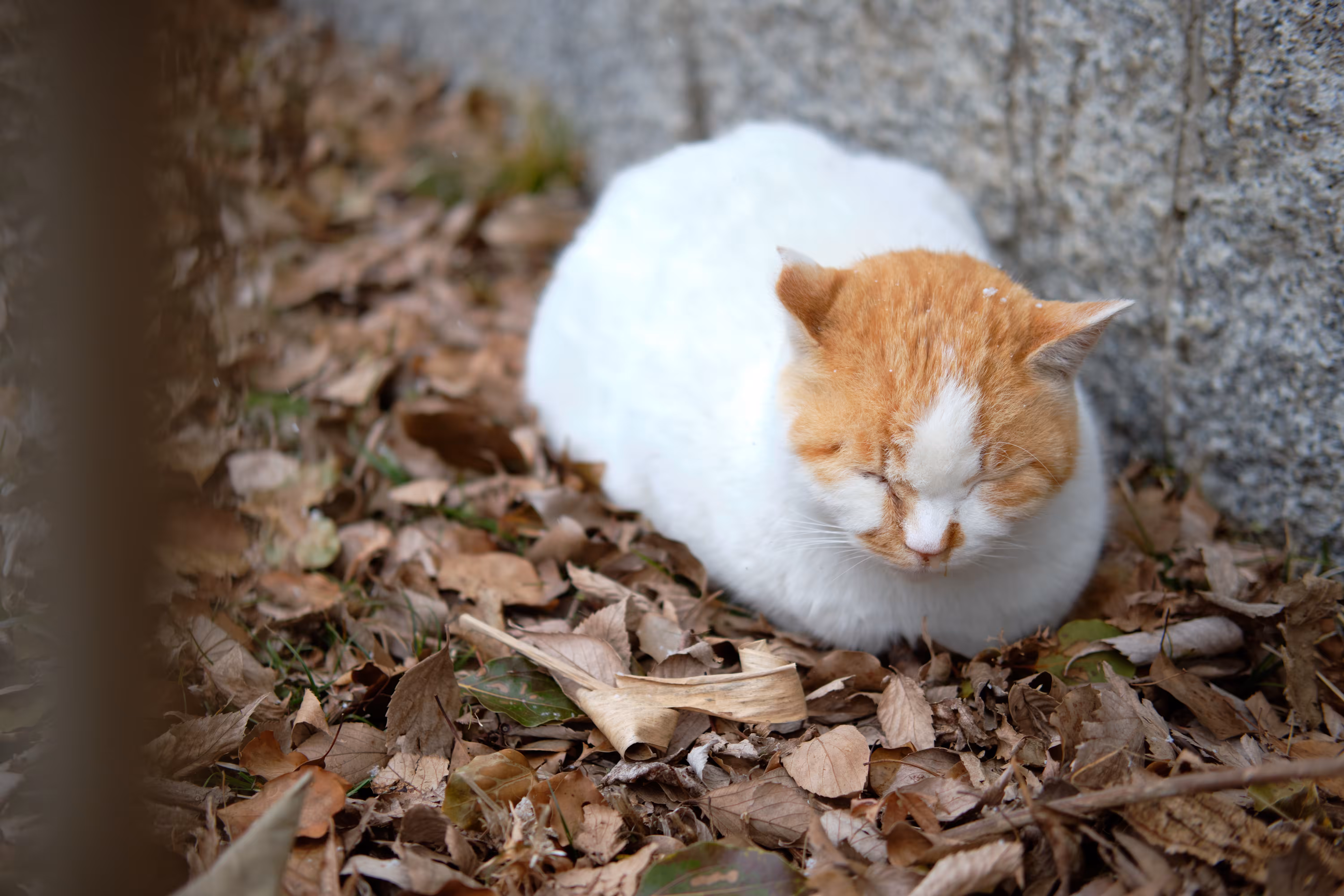 Daifuku Neko