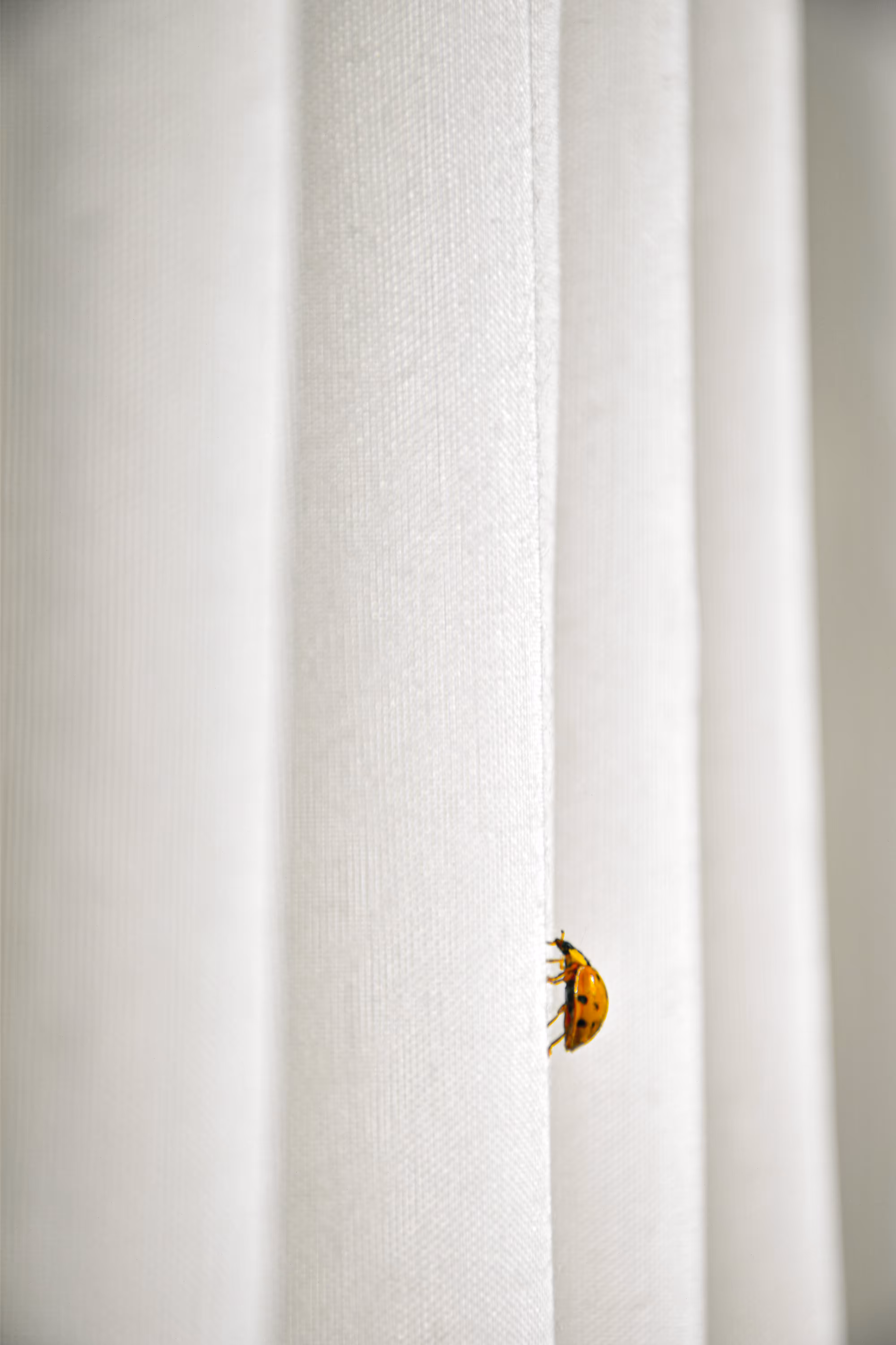 Hello, dear ladybug