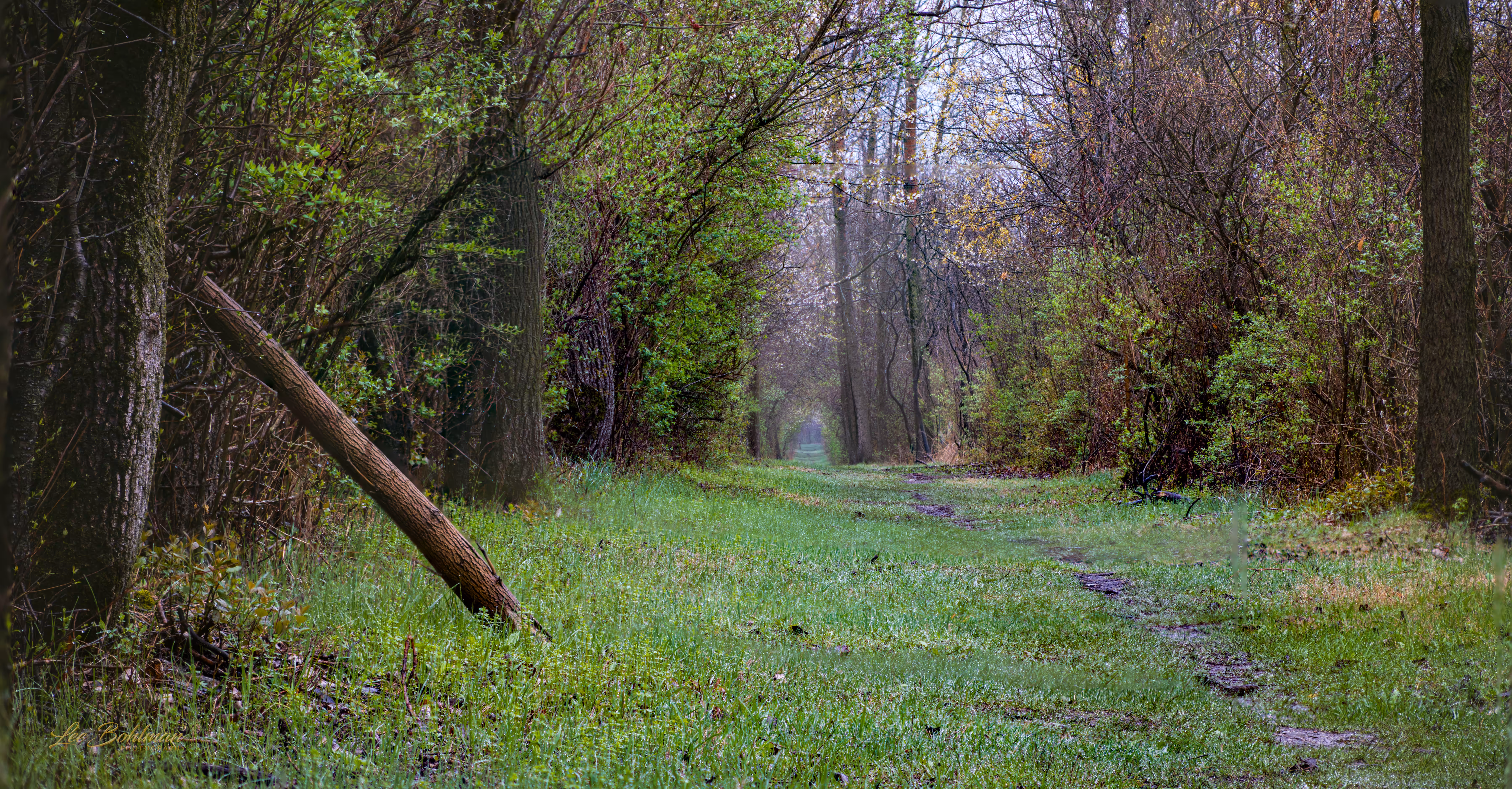 The Long Trail