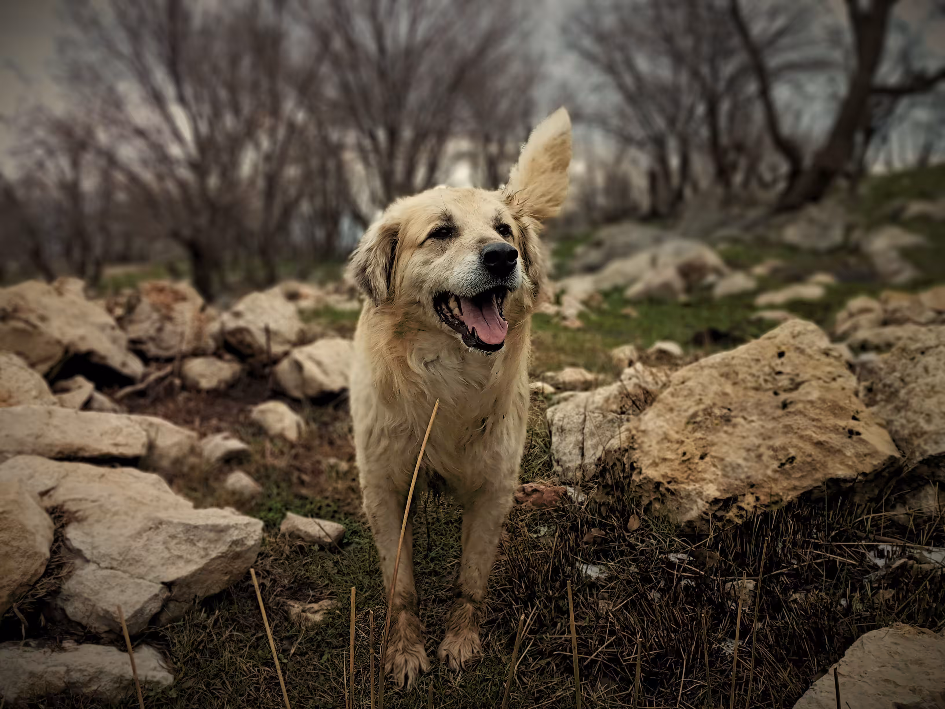 cute Dog