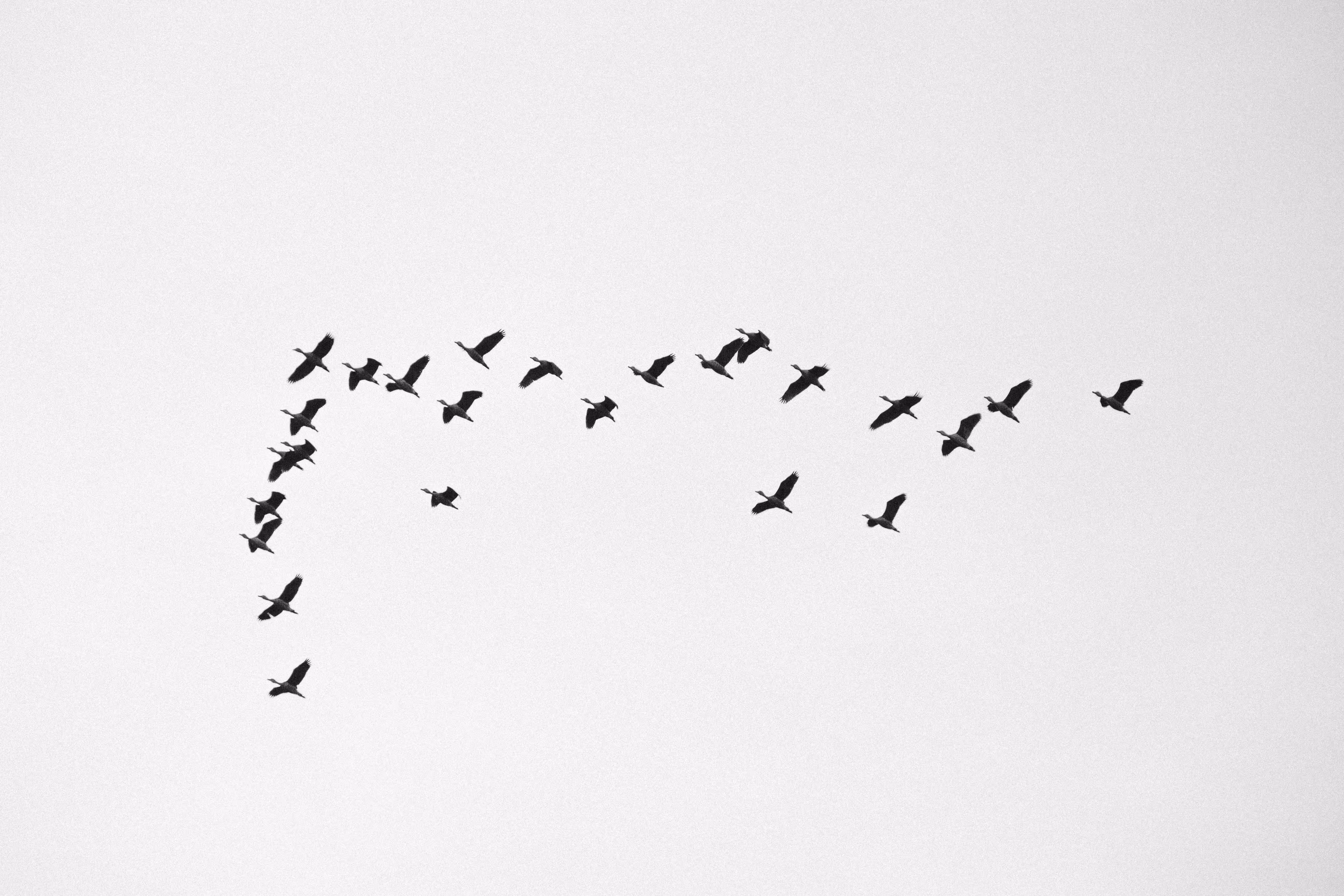 Wings.