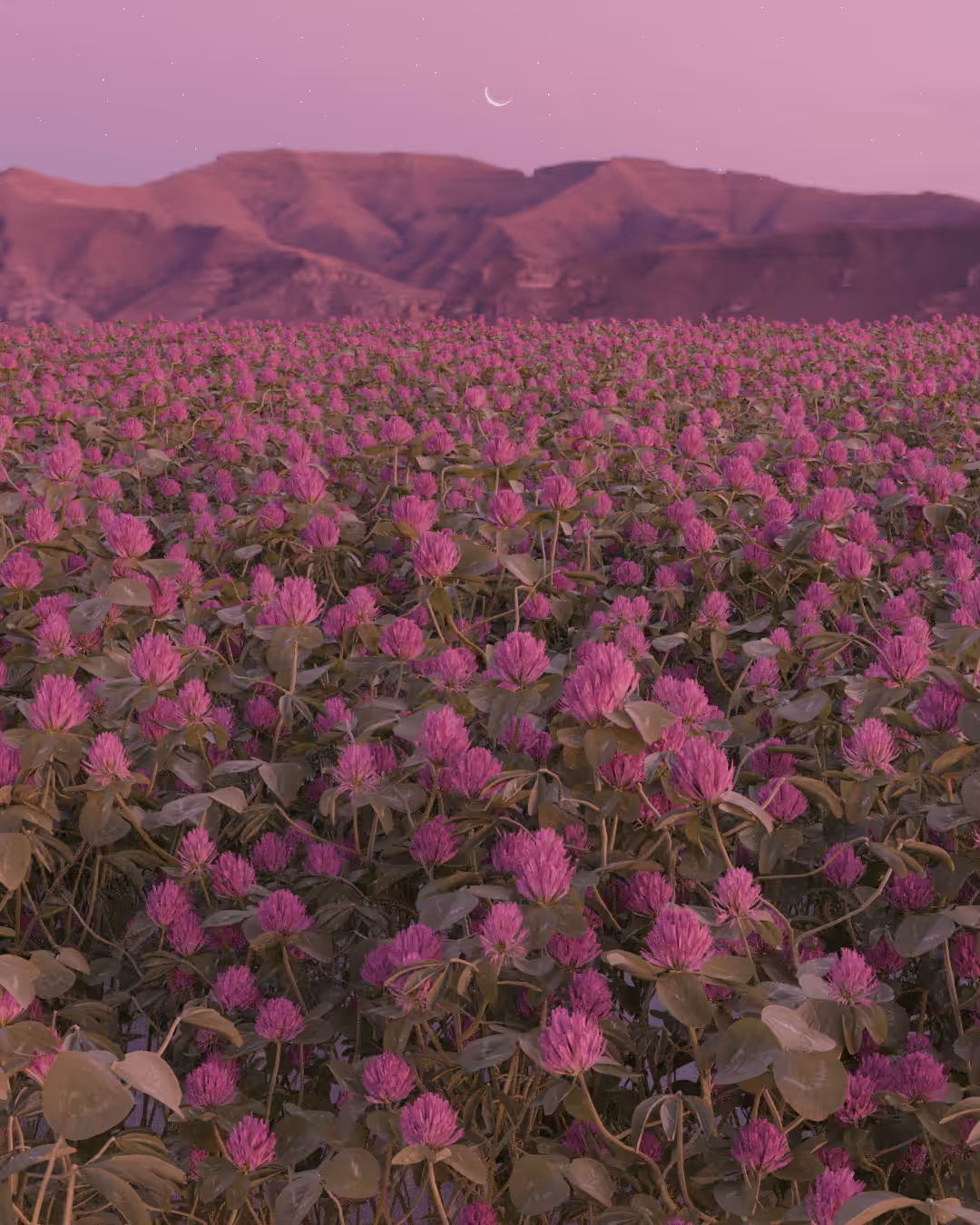 Flower field 