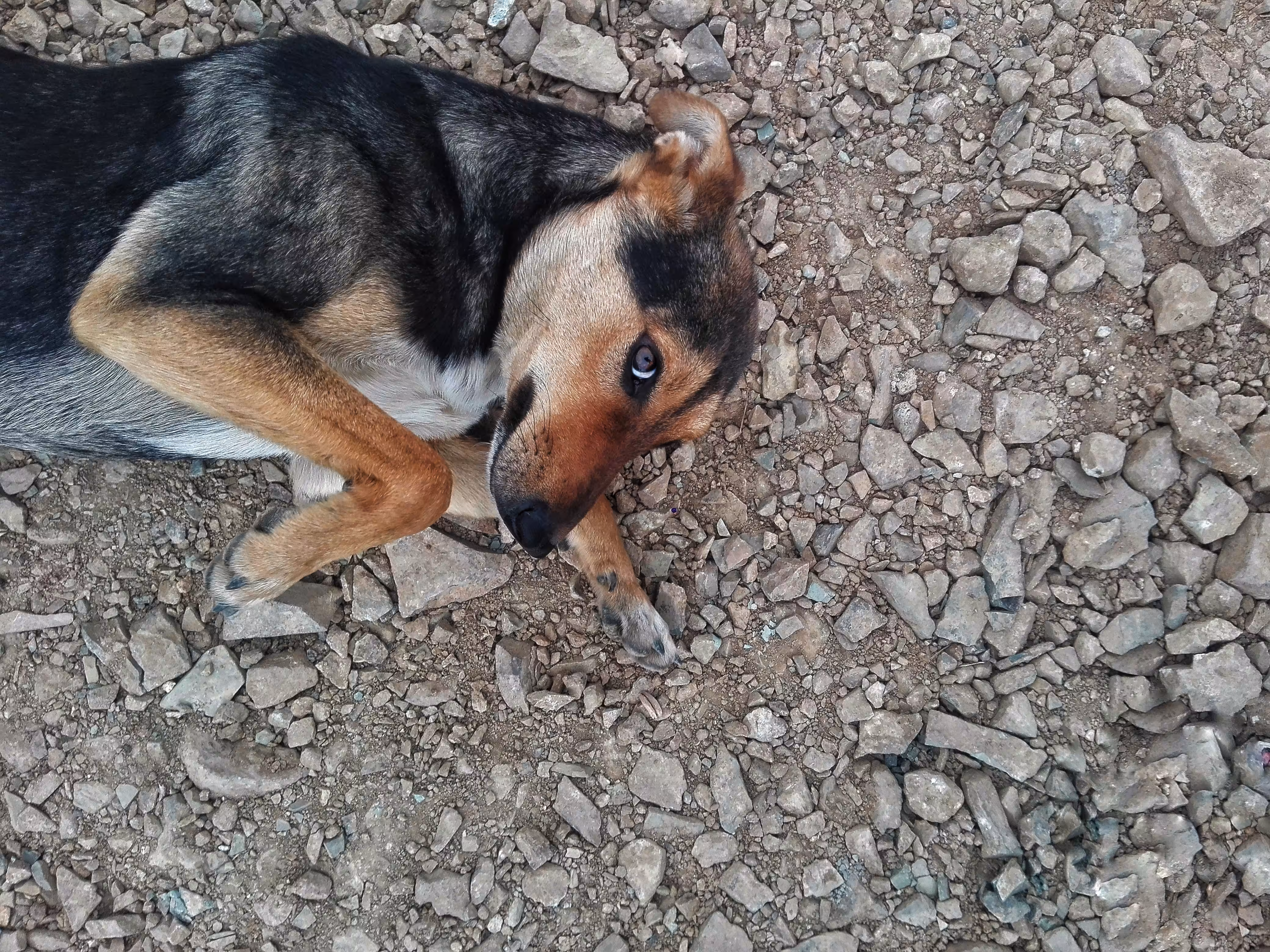 The dog that was in my heart got married to a female dog