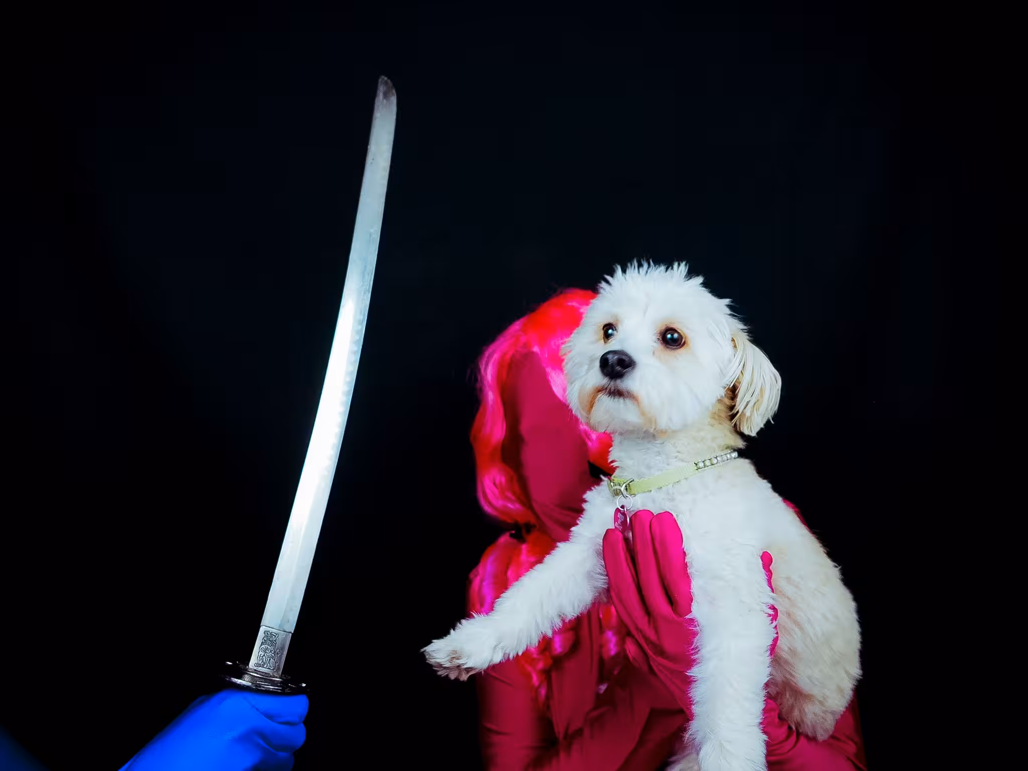 The Dog's Almighty 