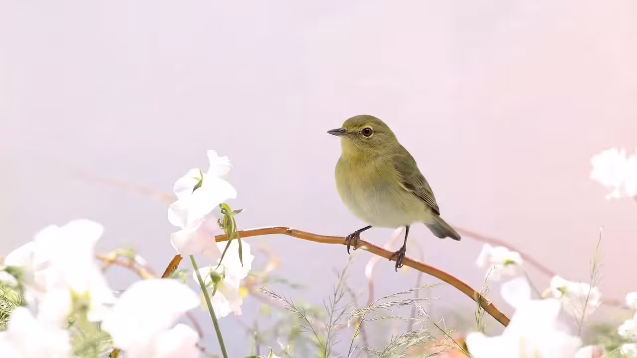 Birds Observations: Barb Dwyer, A Place Between