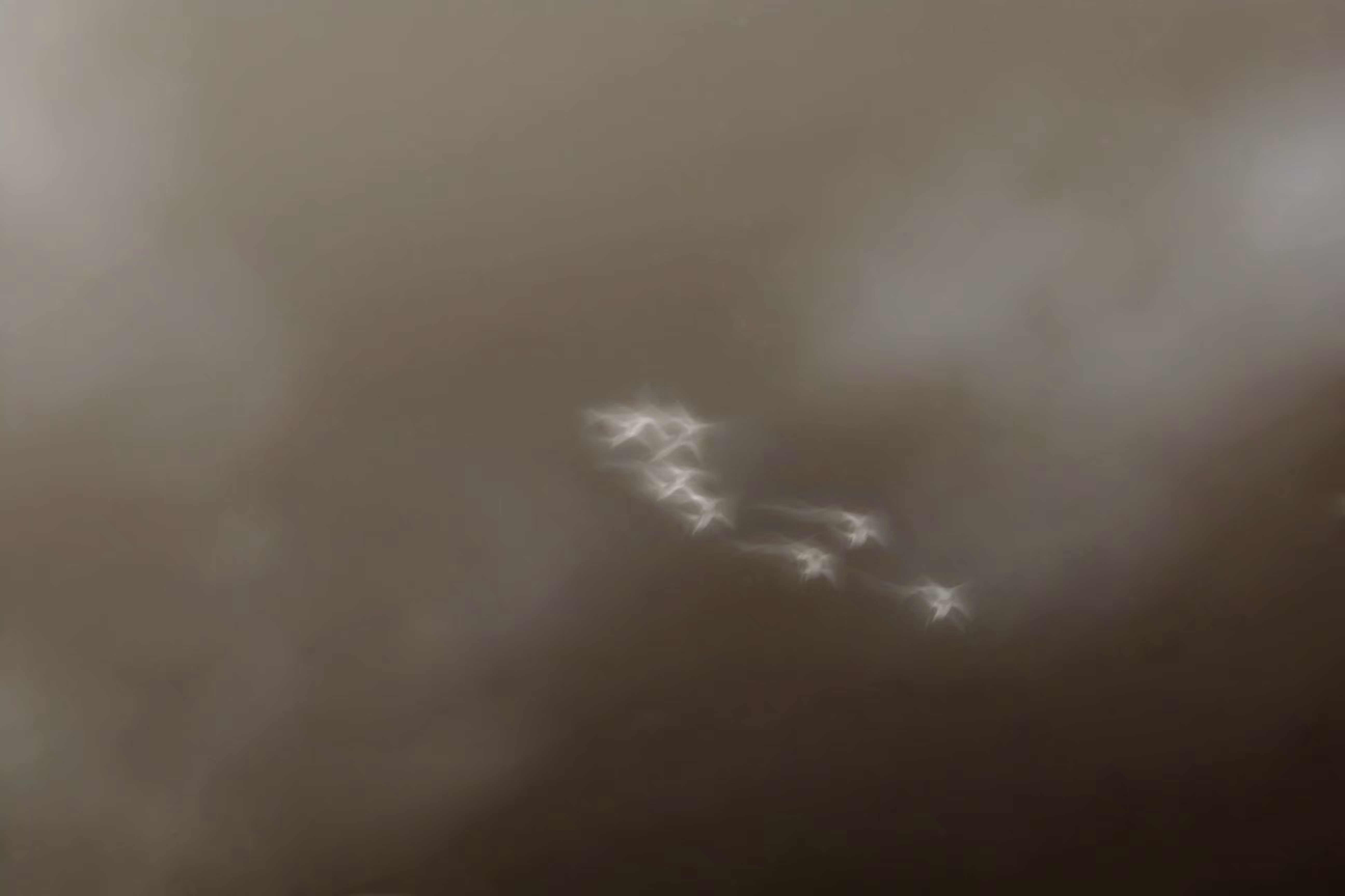 night birds