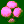 zygote, second division 3D