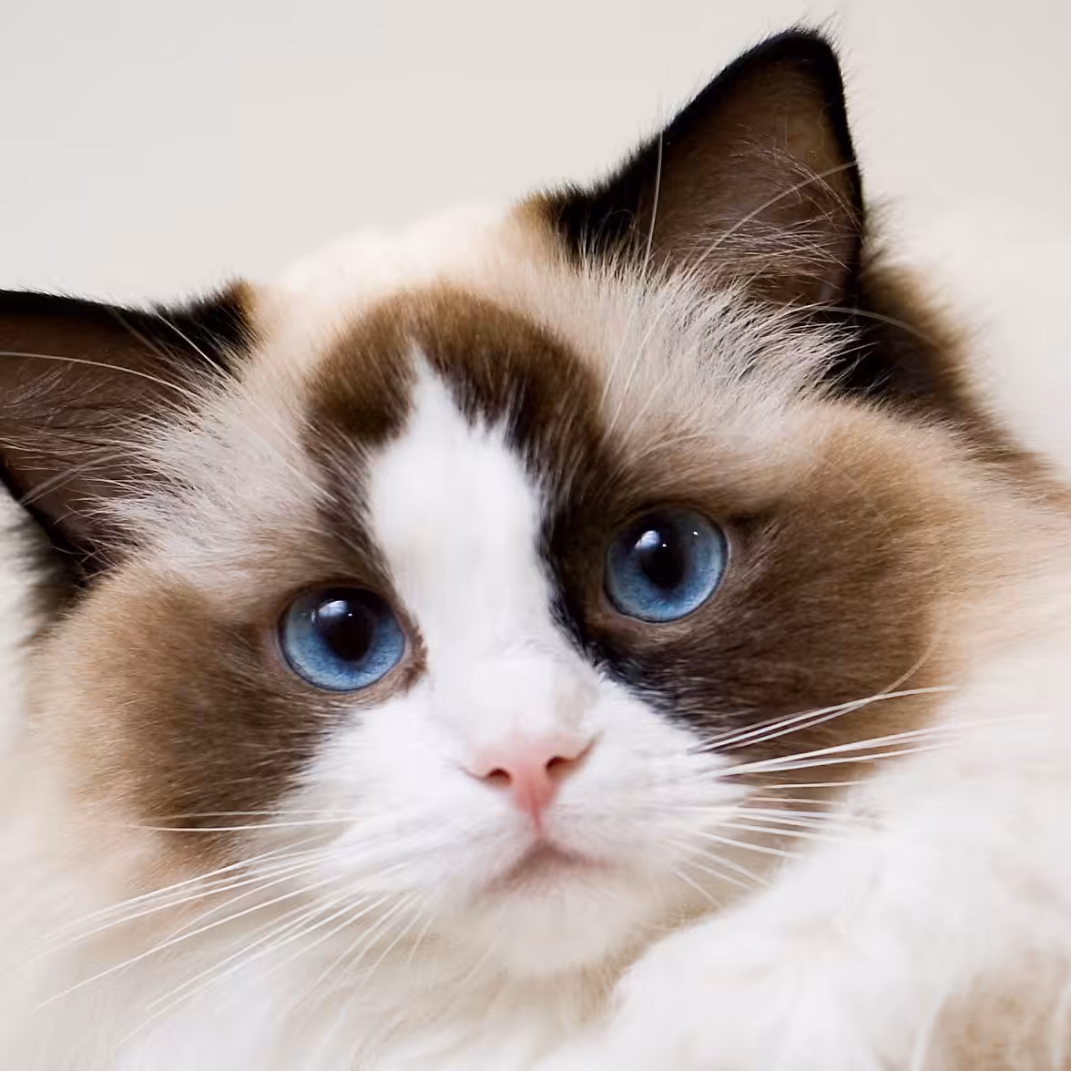 In the Eyes of an Angel
