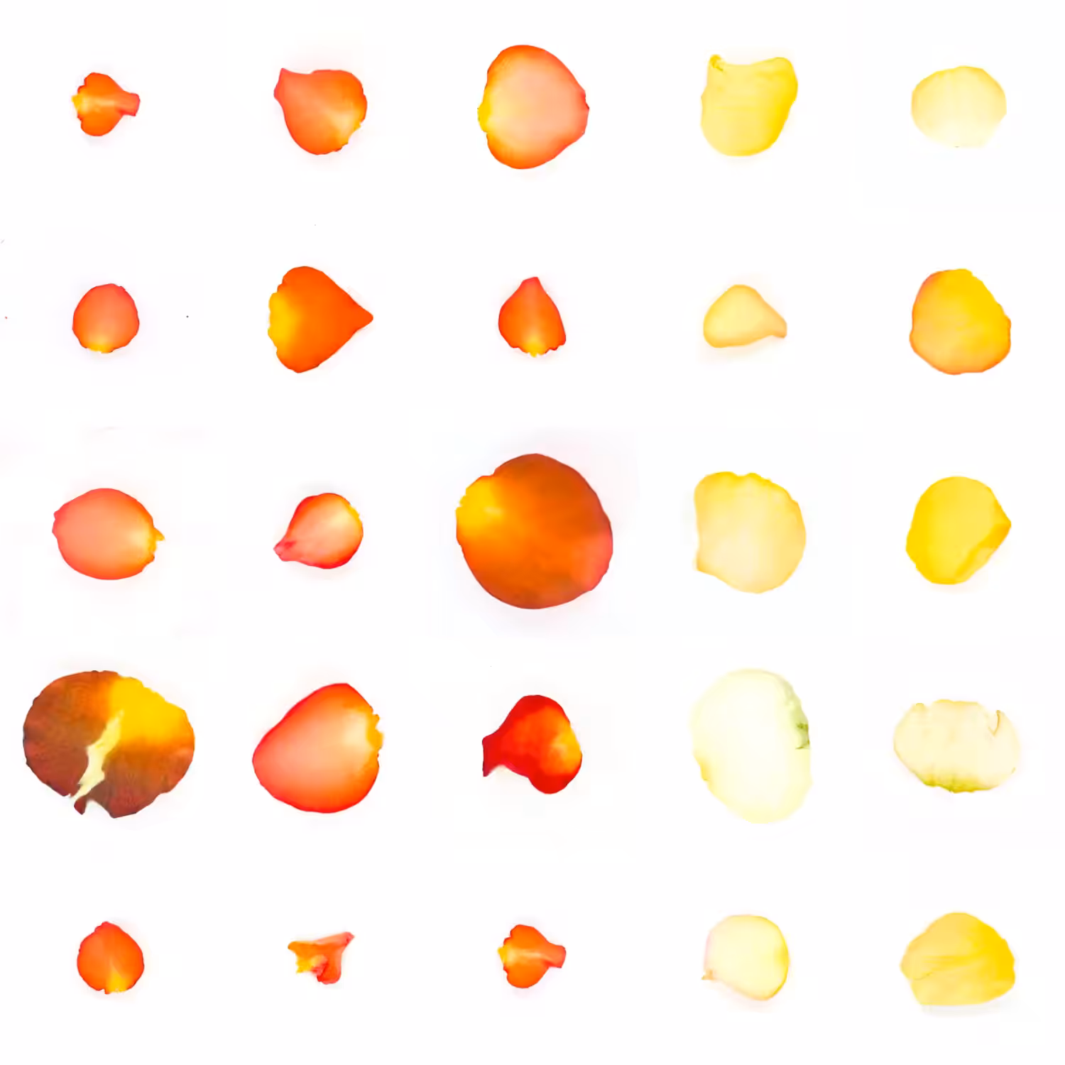 Infinite Petals 5x5#21265