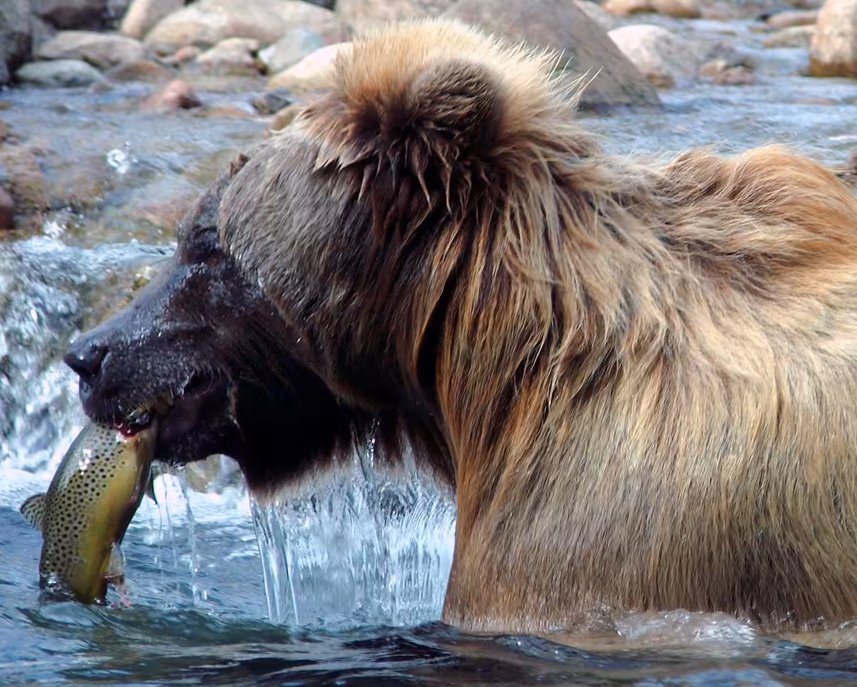 Brown Bear