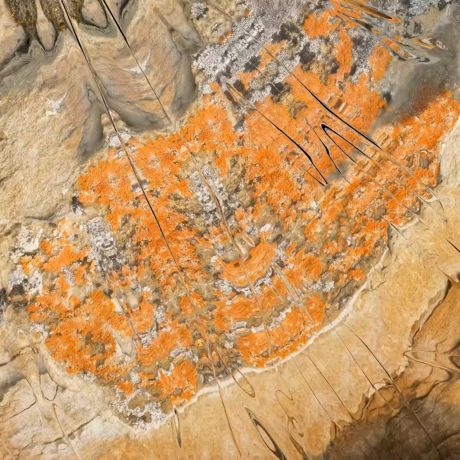 Textilographic Rock and Lichen, Yellowstone, #4