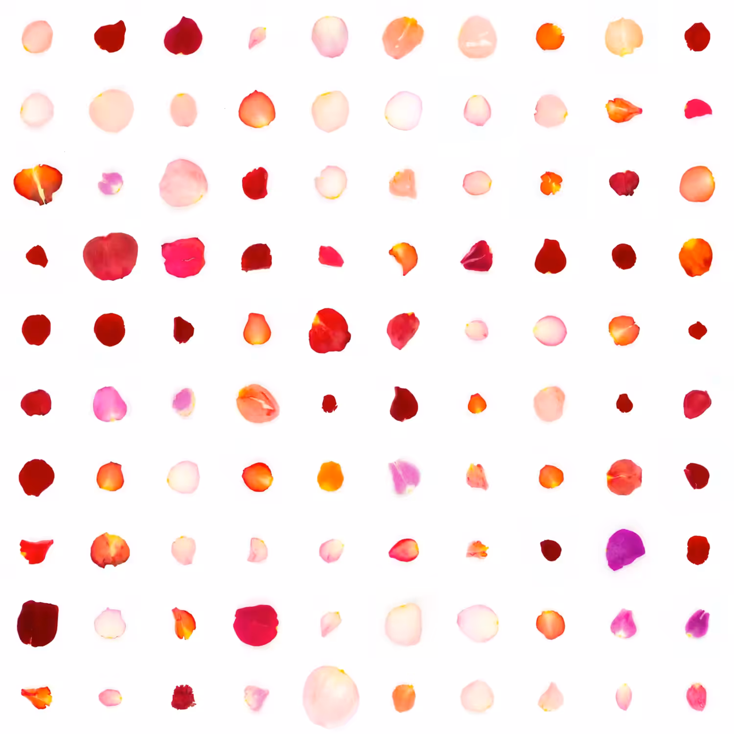 Infinite Petals 10x10#10164