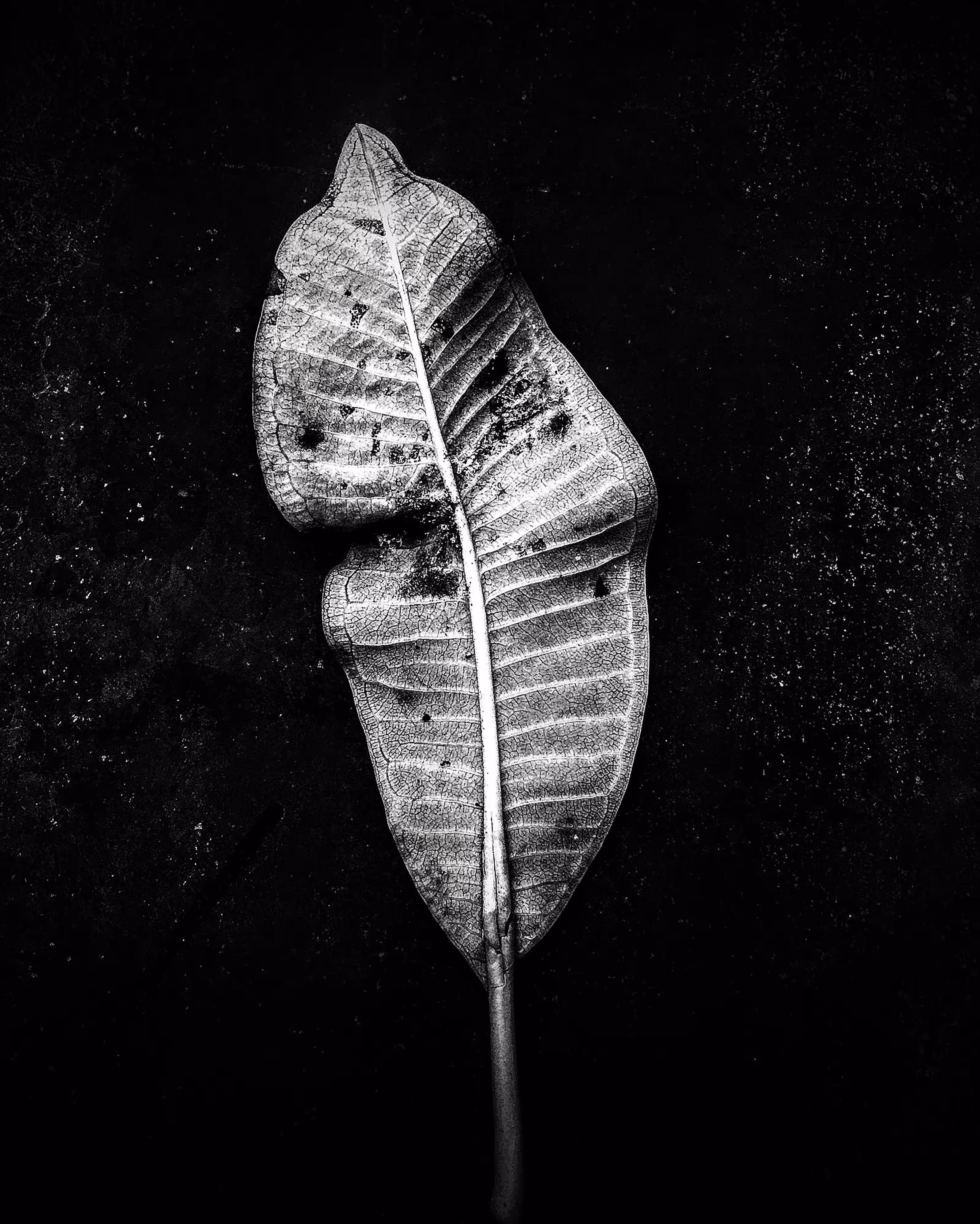 Beauty After Death