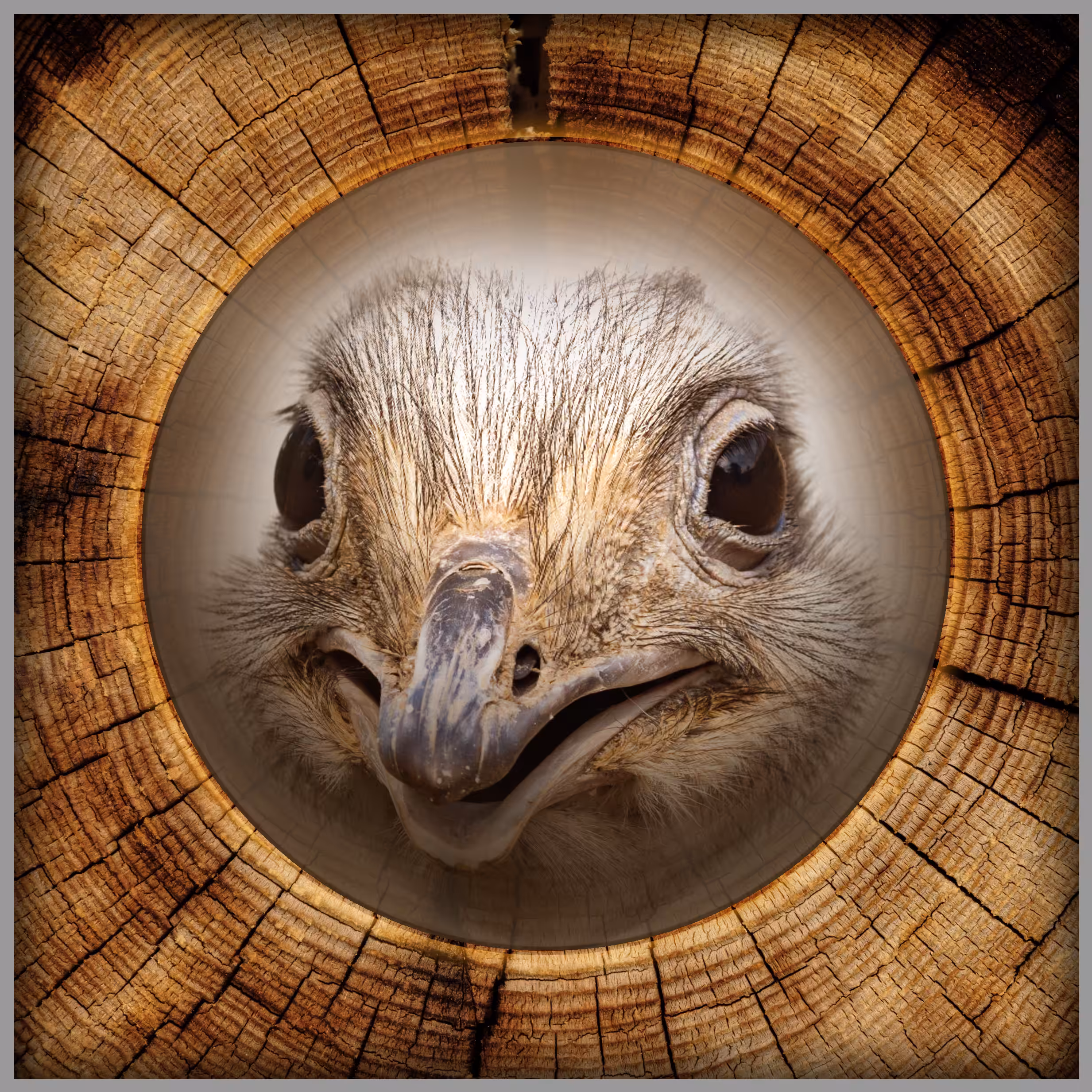 Animal Series No.4 Cheeky Ostrich
