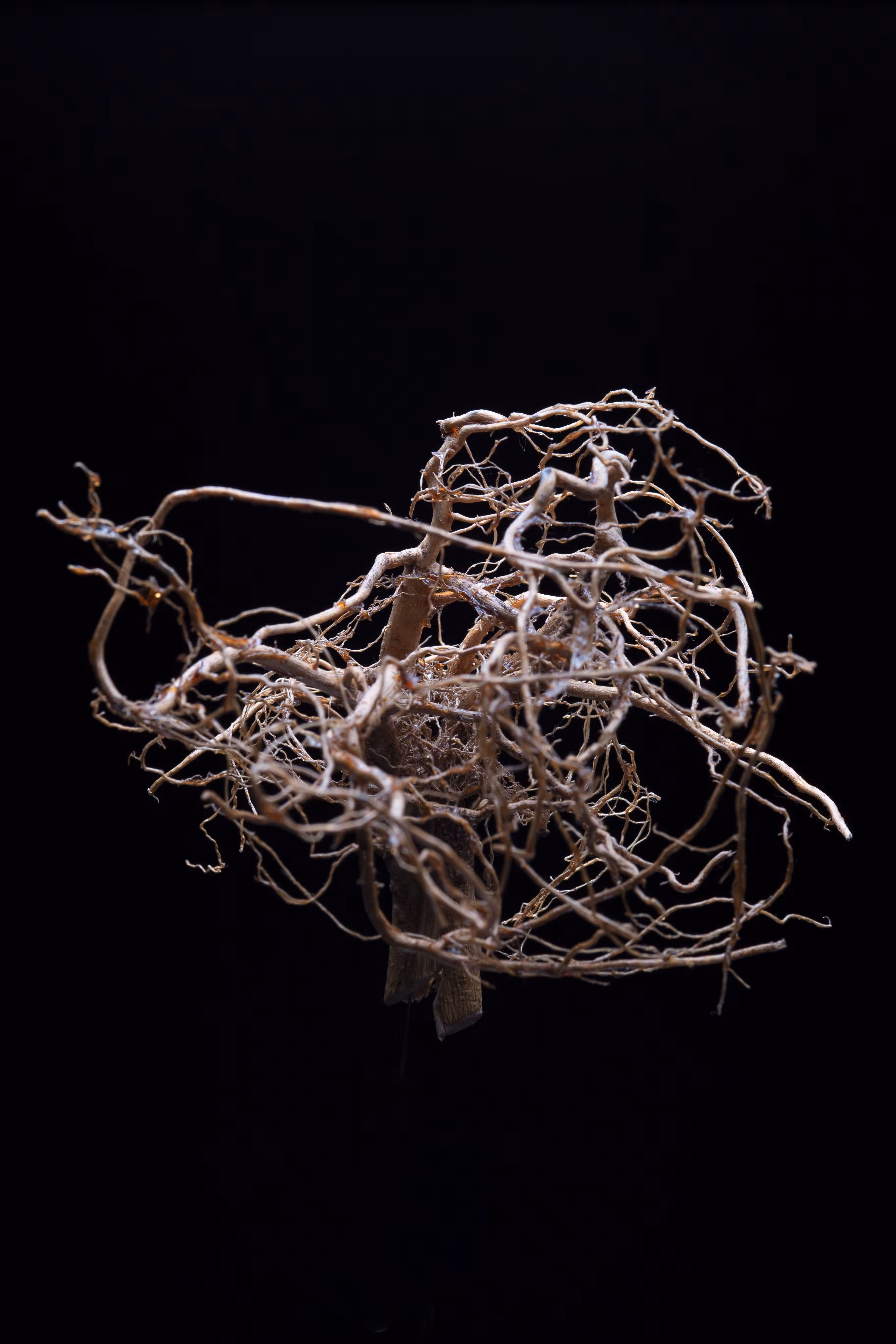 rhizome #9