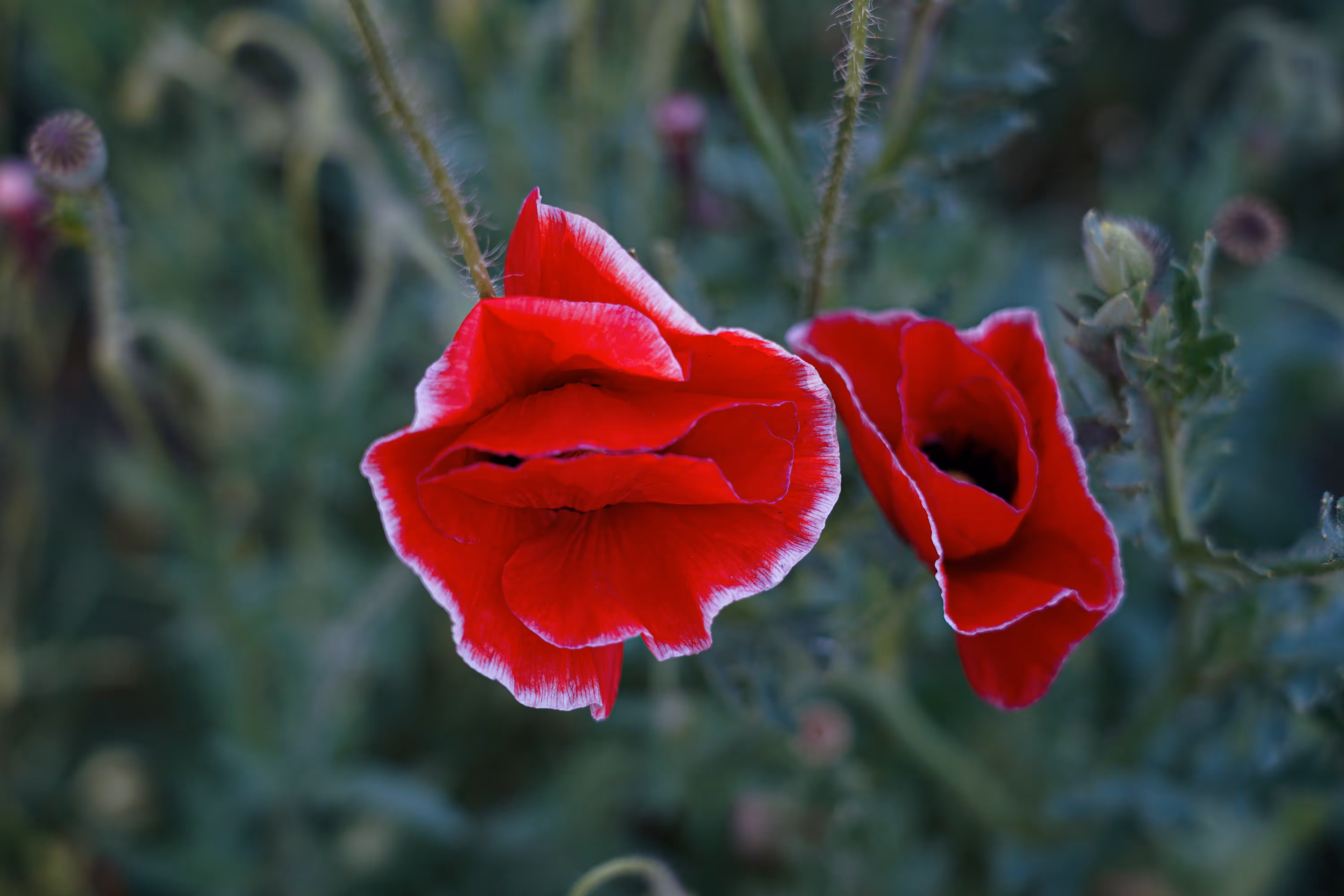 flowers: Anemone