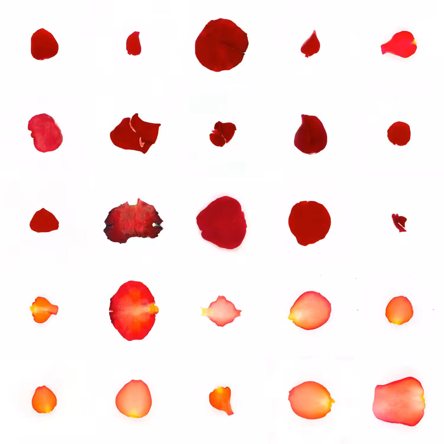 Infinite Petals 5x5#2010