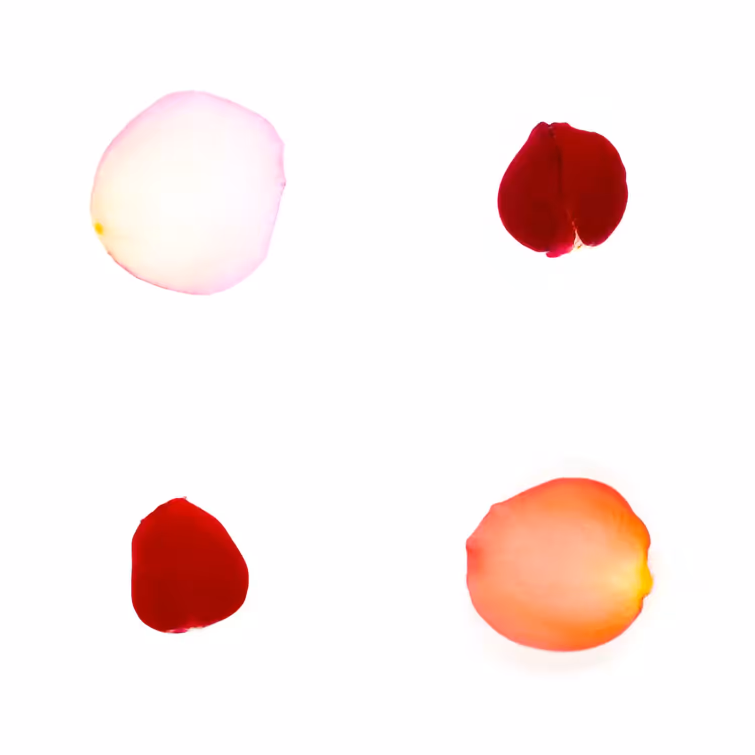 Infinite Petals 2x2#3968