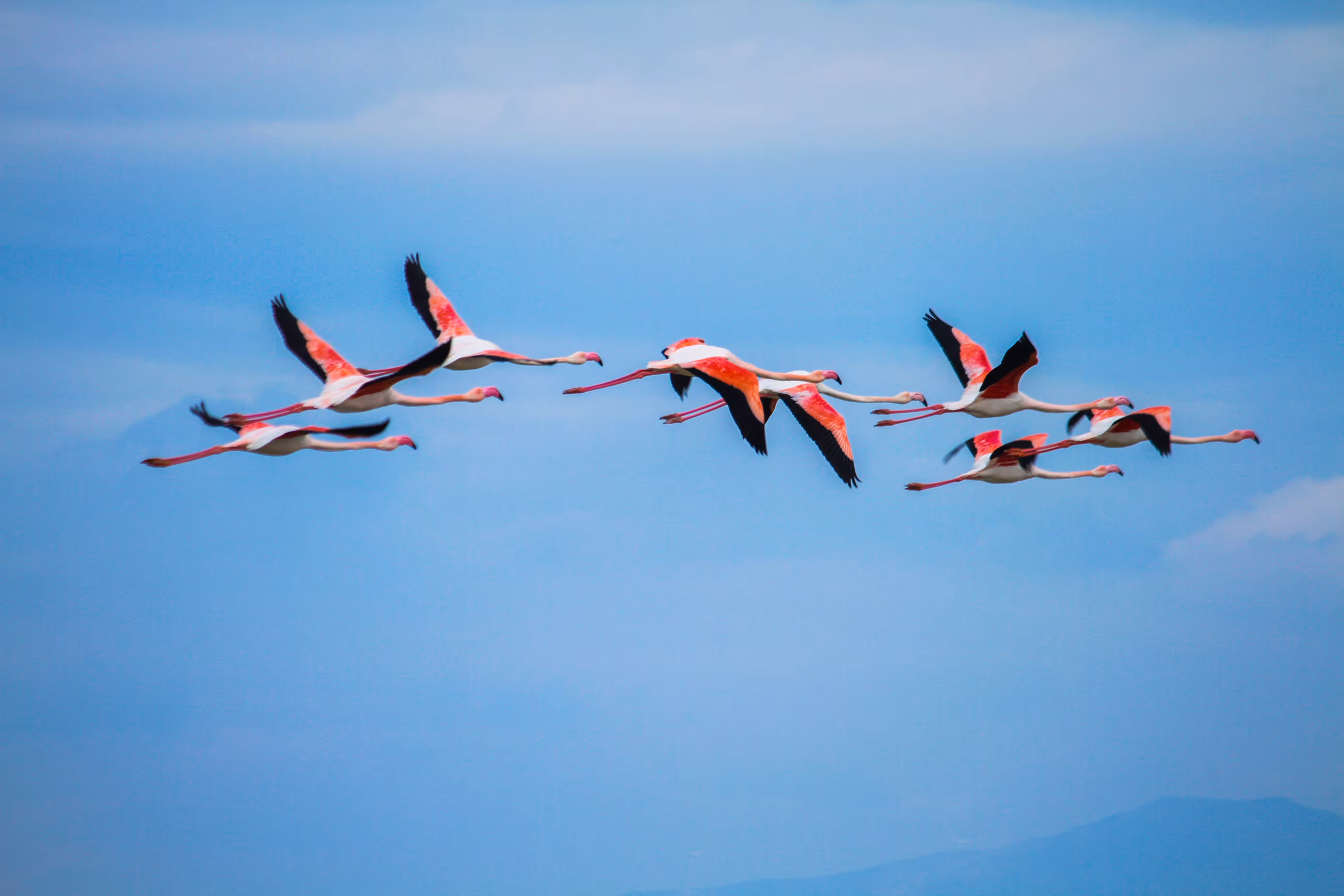 Pink flamingos