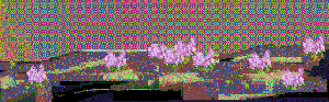 Lilacs and Dead Ground