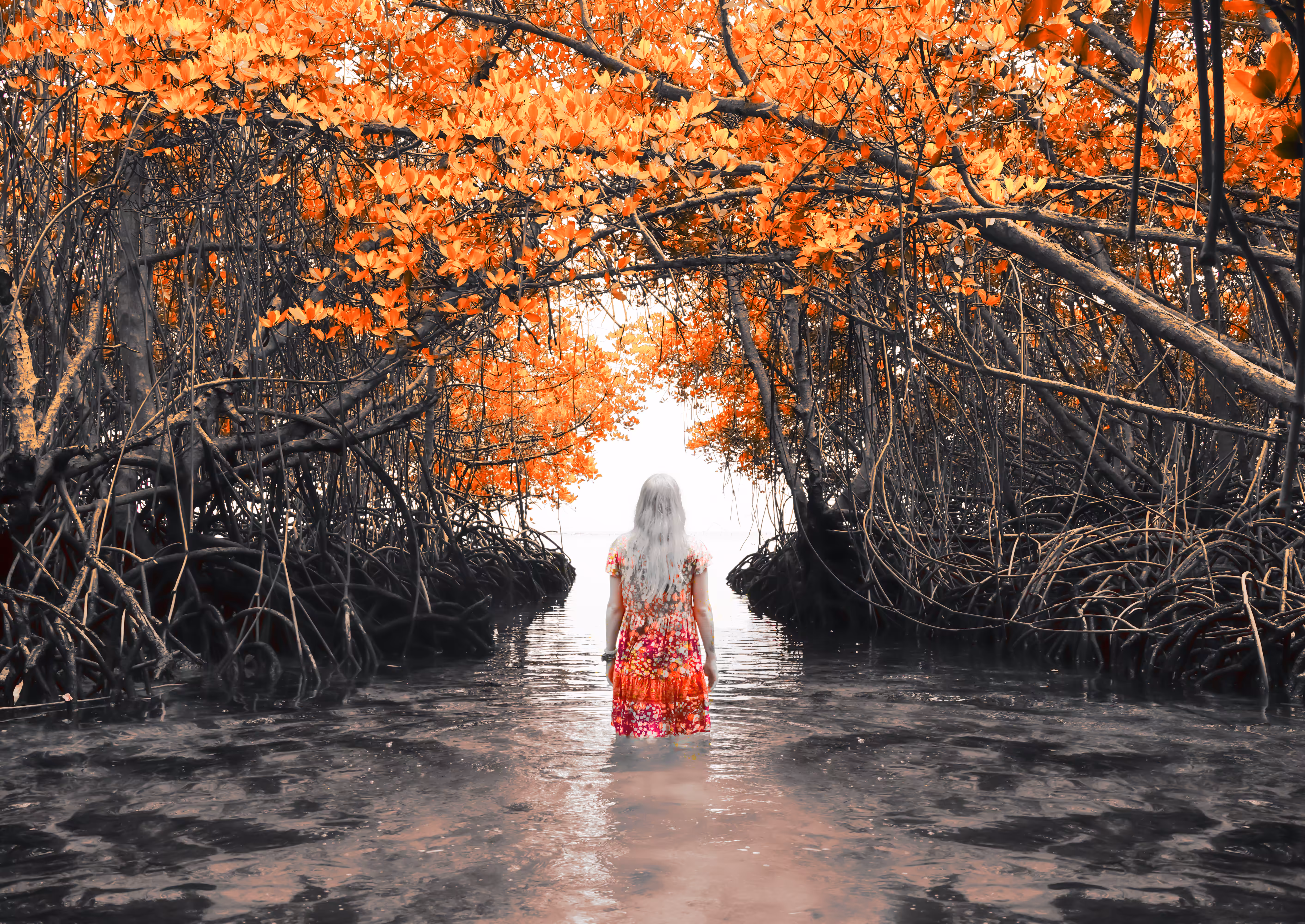 I am a Mangrove