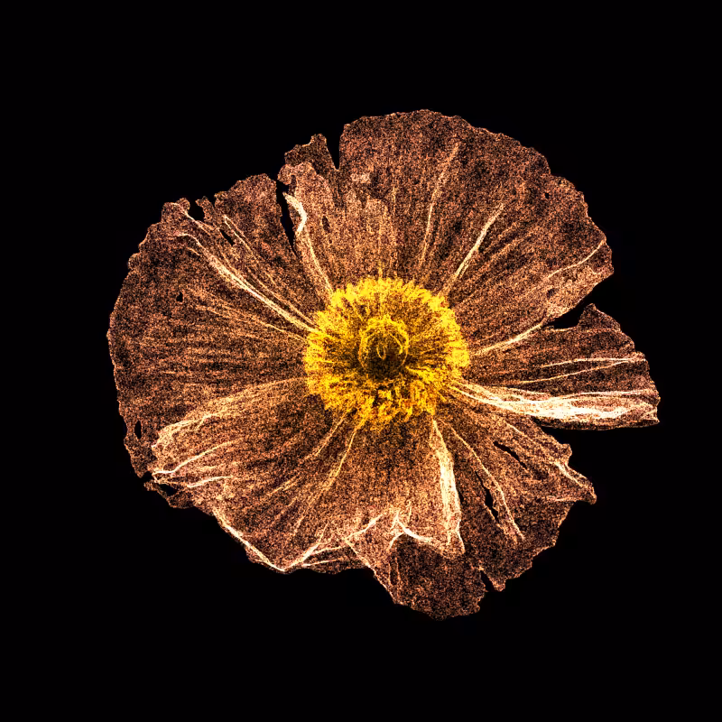 White Poppy 30 #205