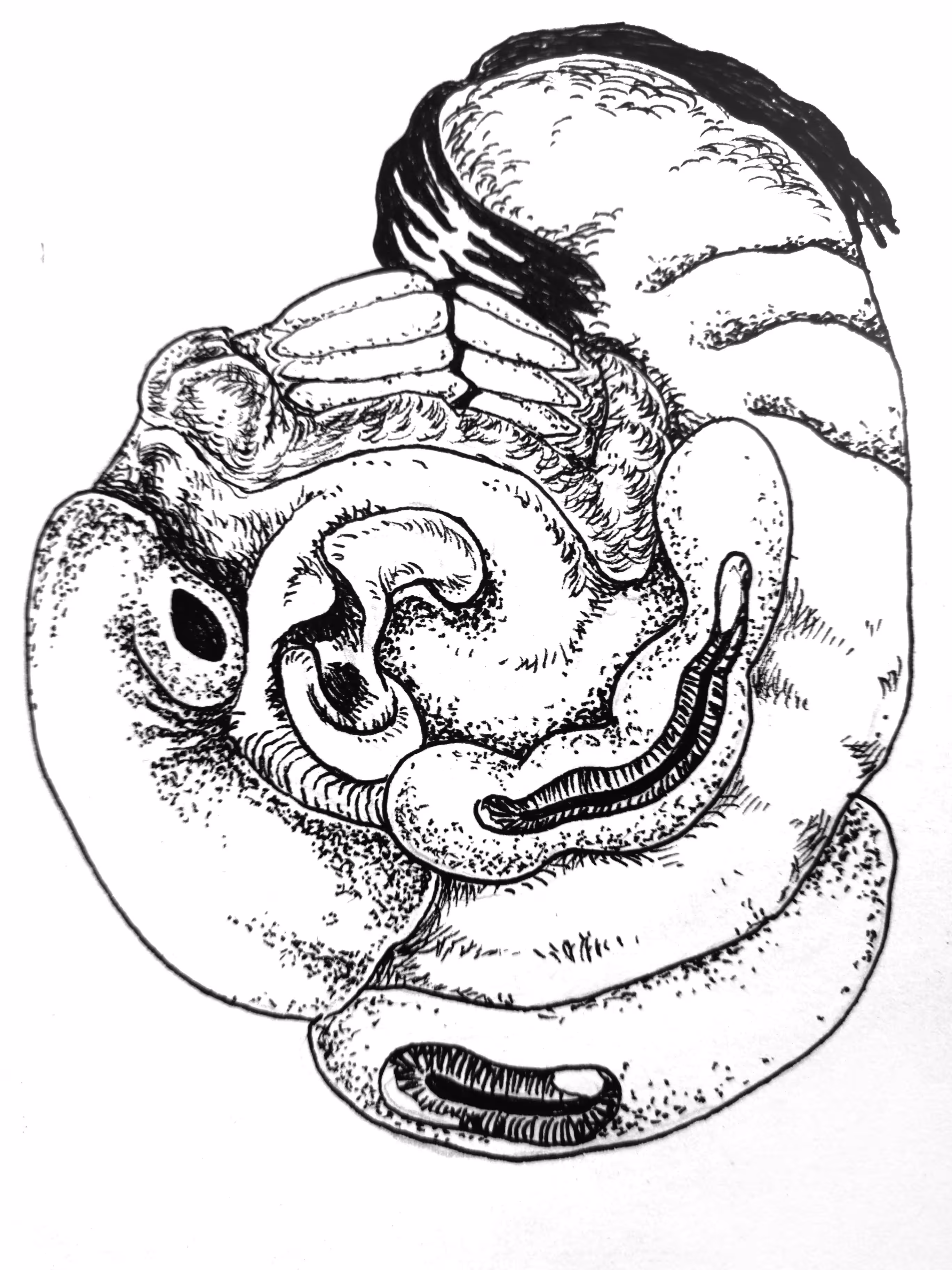 Head Drawing 002