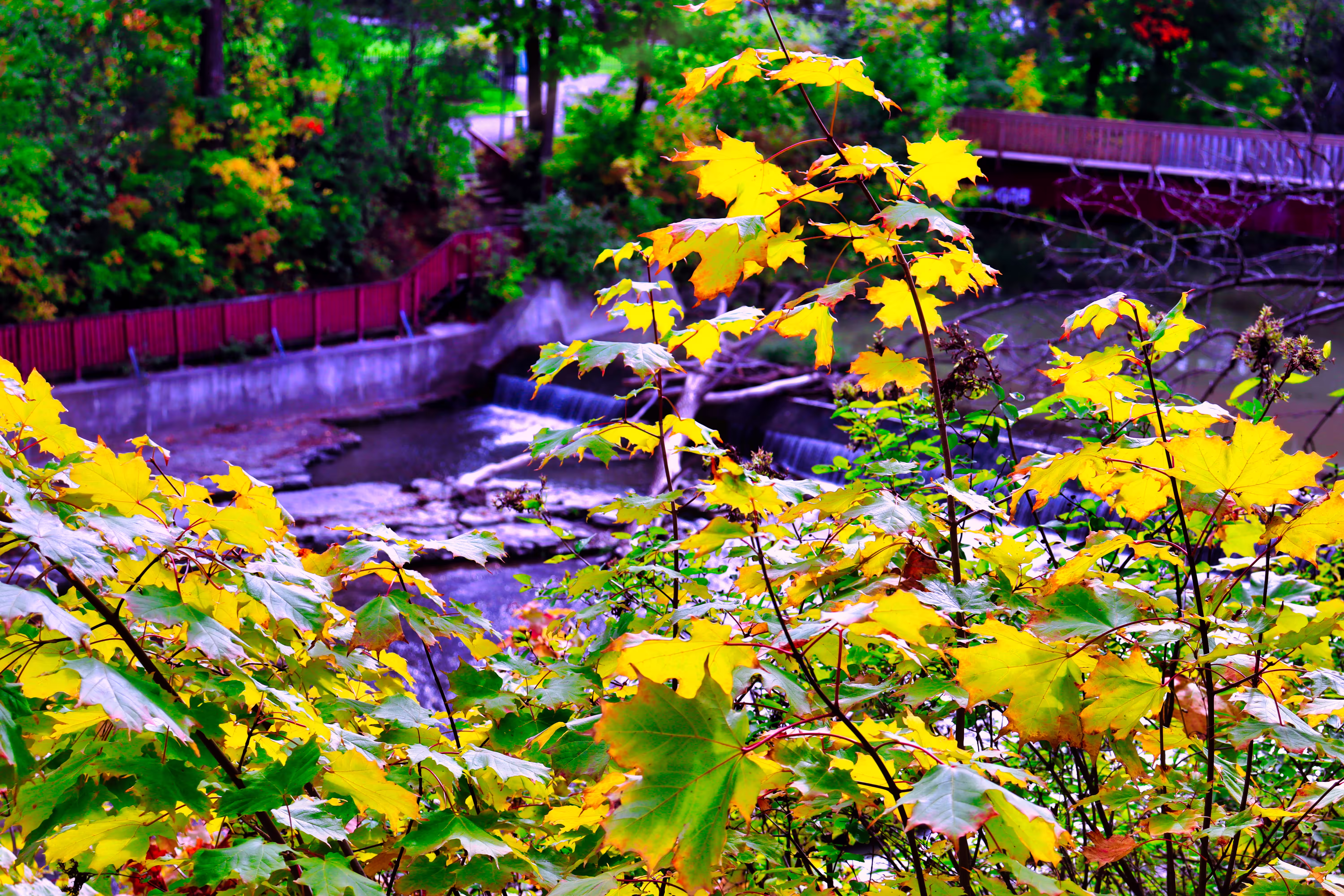 Blissful Fall