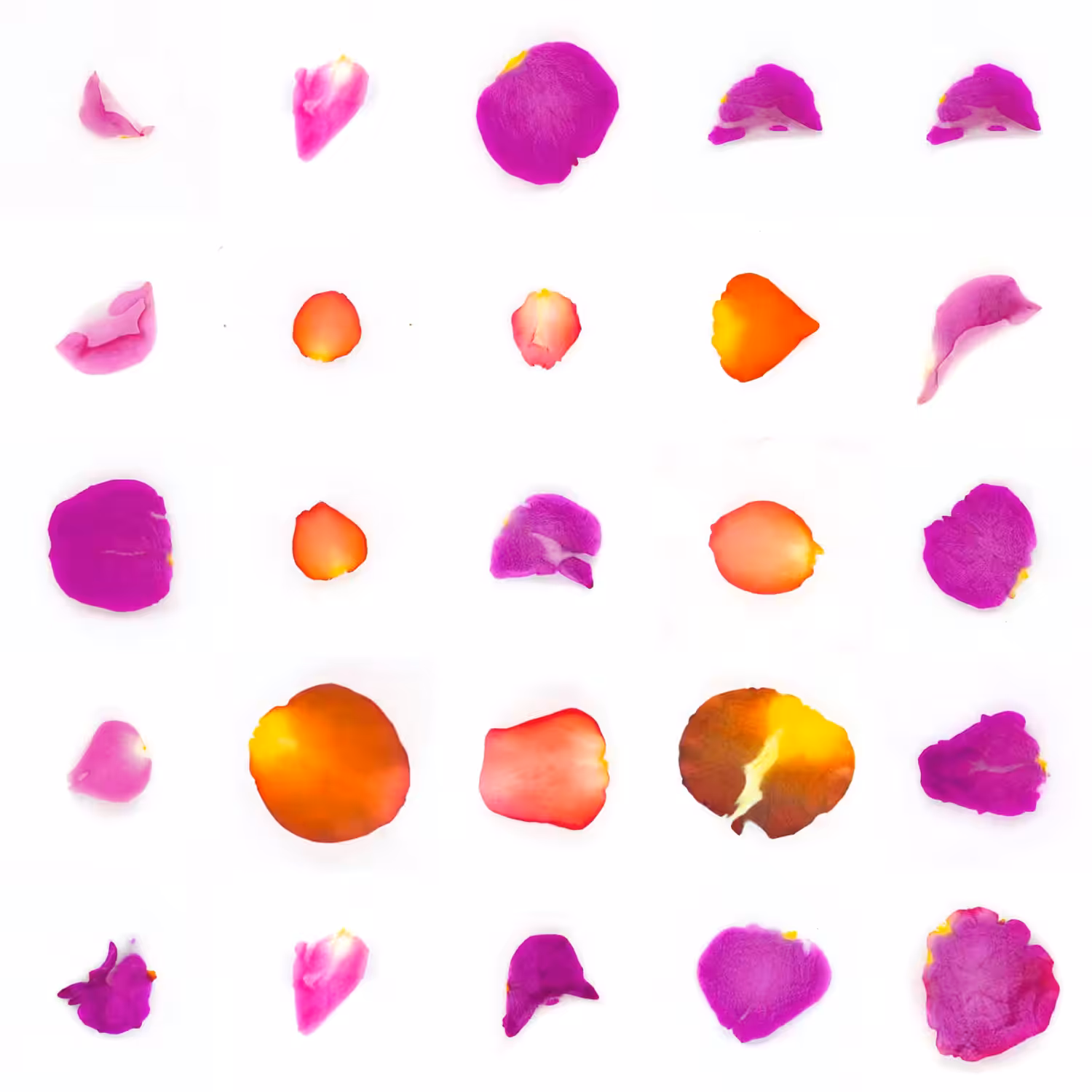 Infinite Petals 5x5#20007