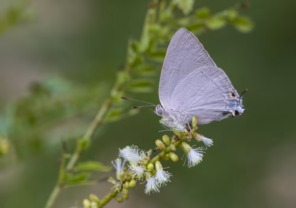 Plains blue Royal