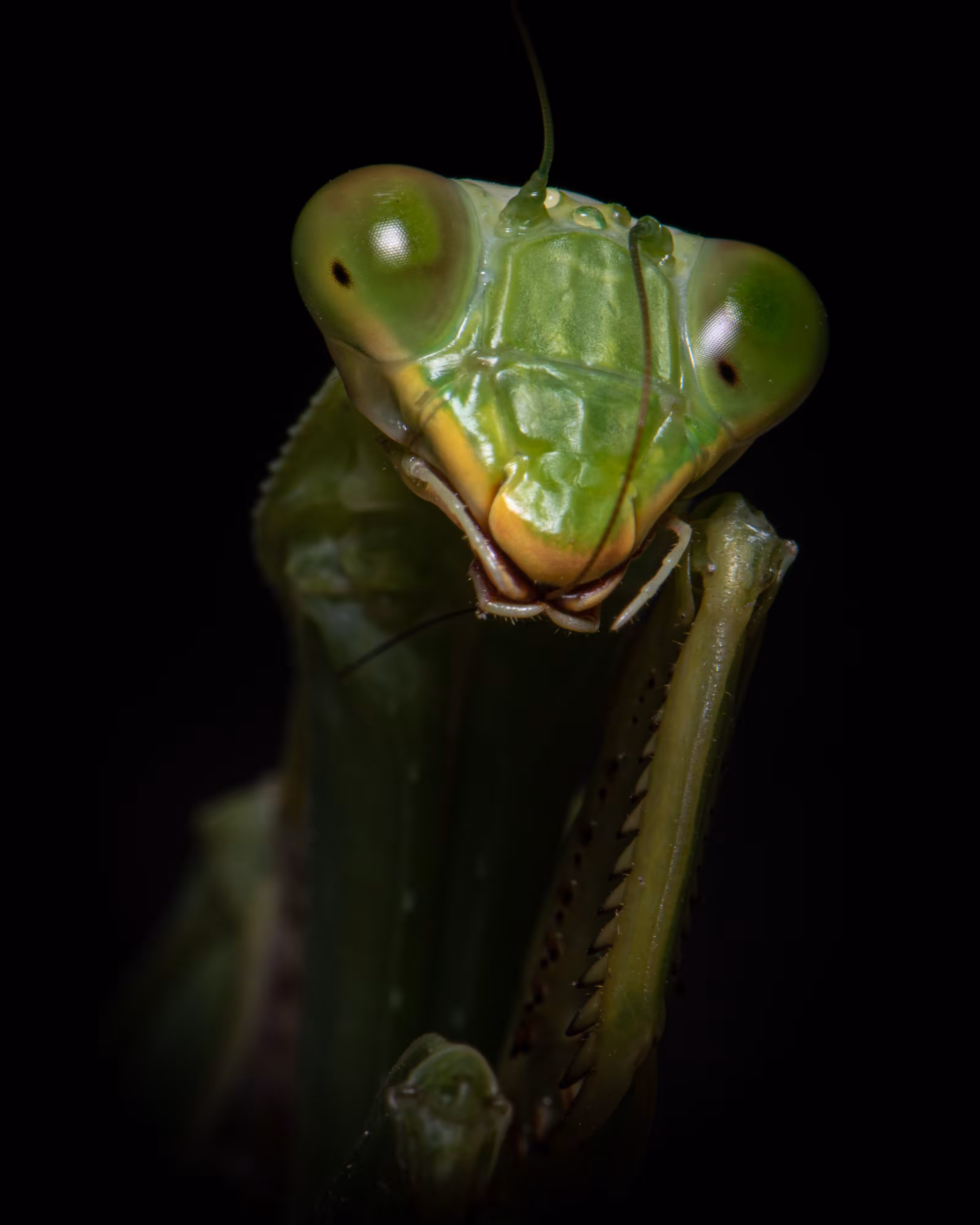 Aliens Amongst Us