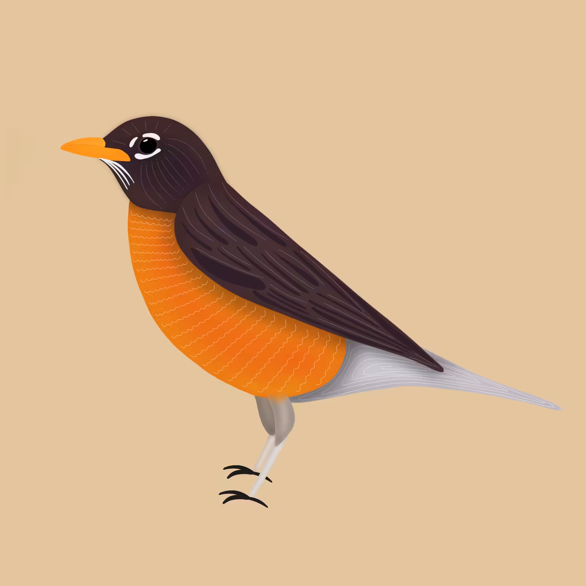 American robin
