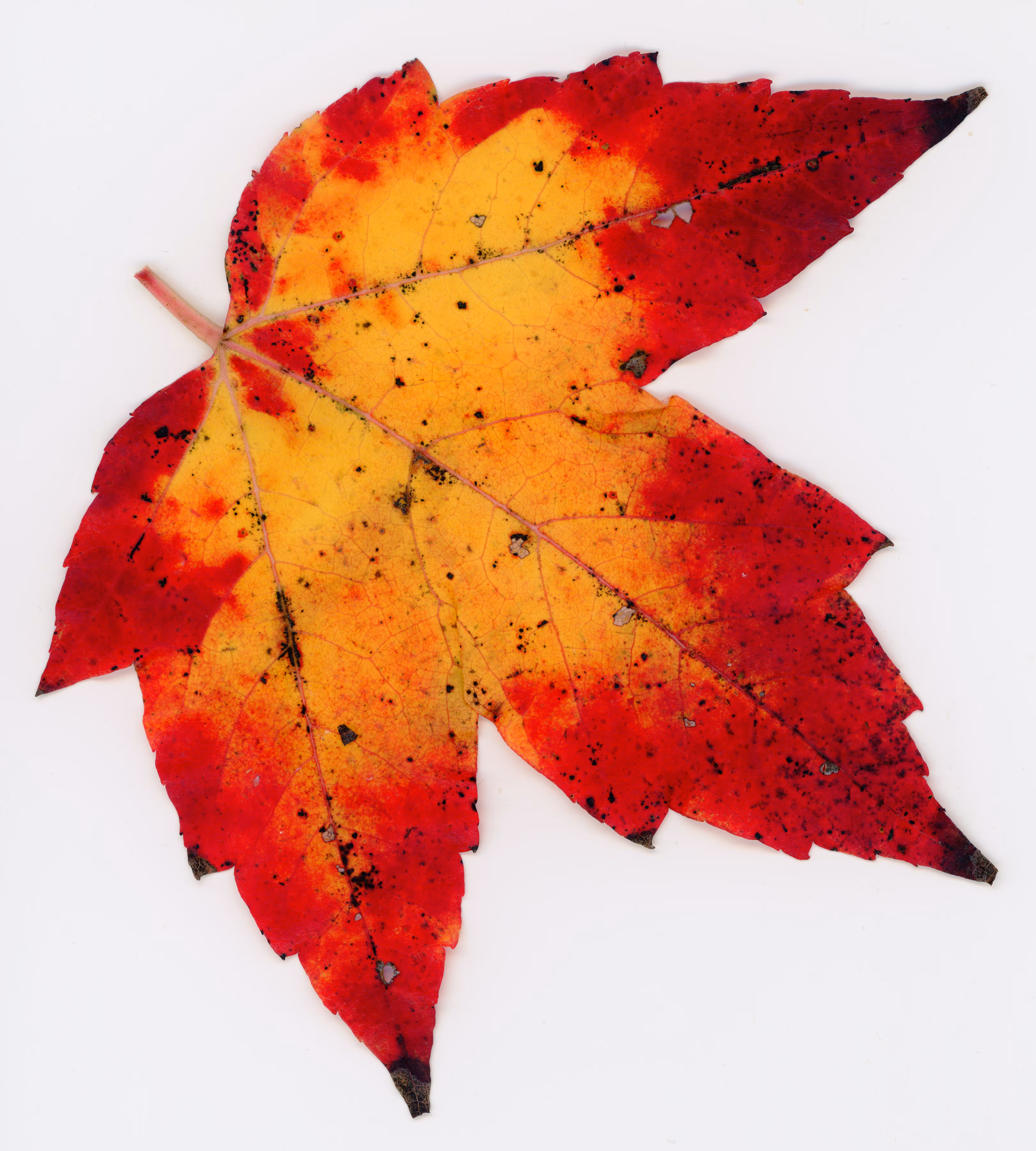Autumnatic Intimacy #2
