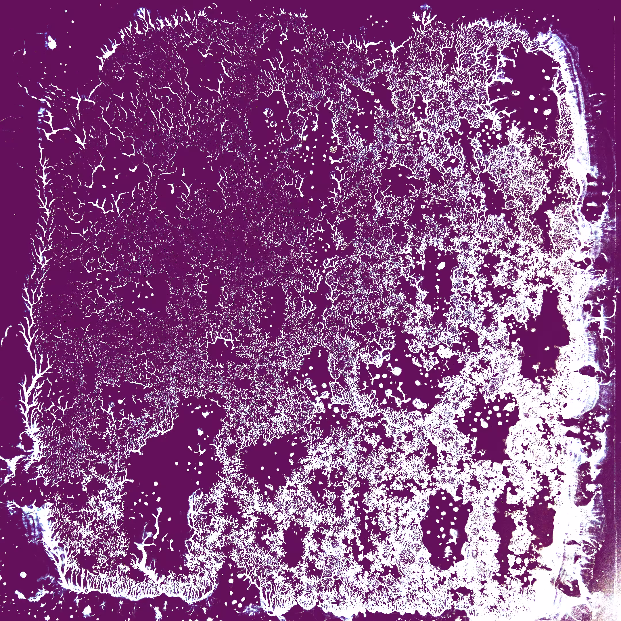 Polypodiophyta