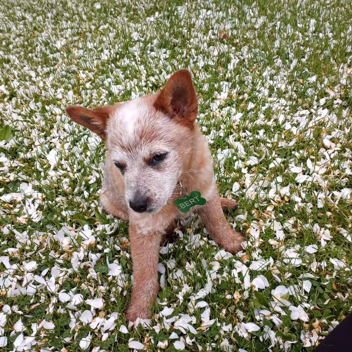 American Beauty