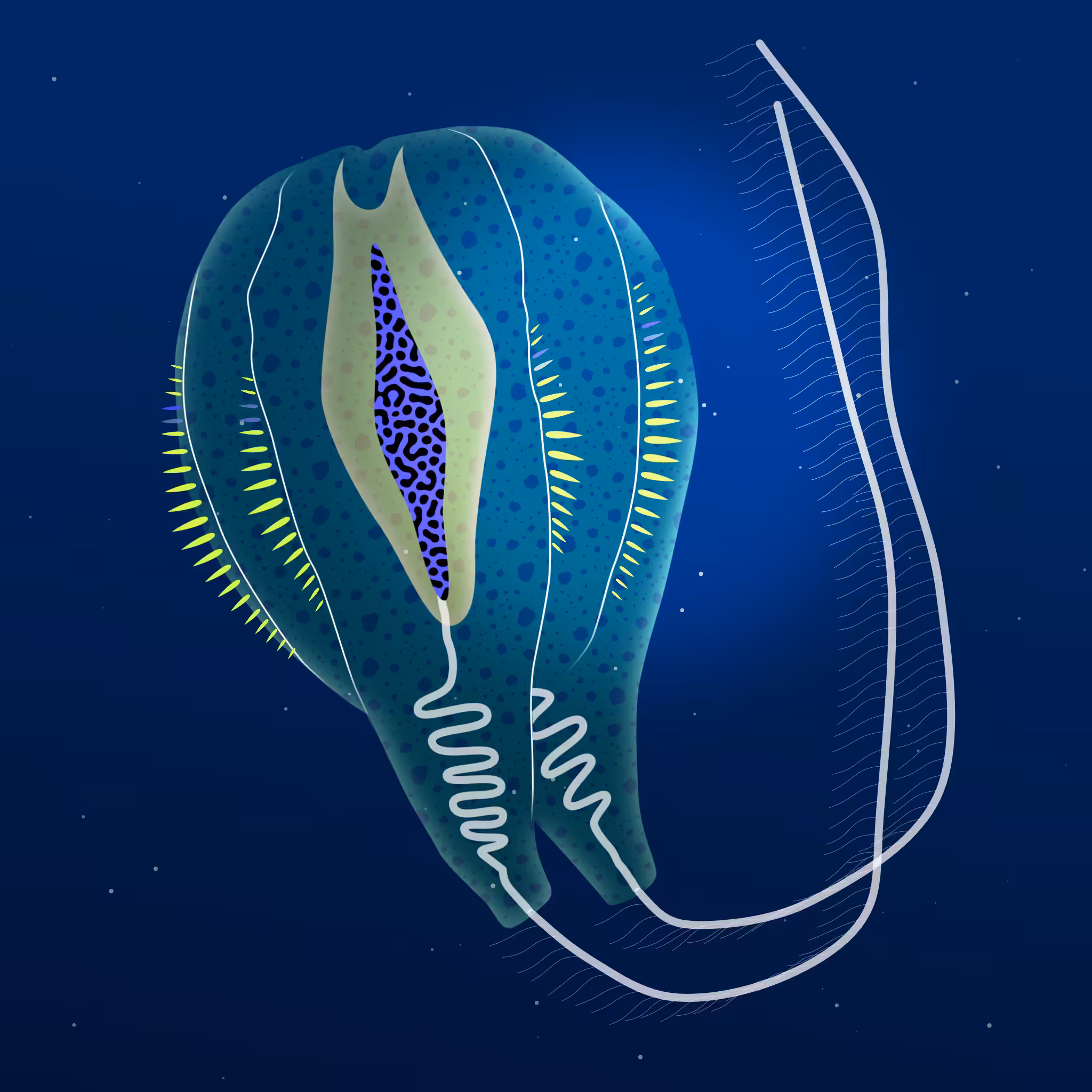 Ctenophores #5