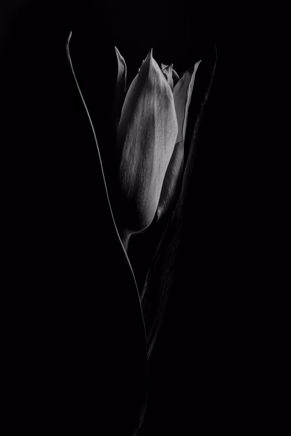Tulip #1