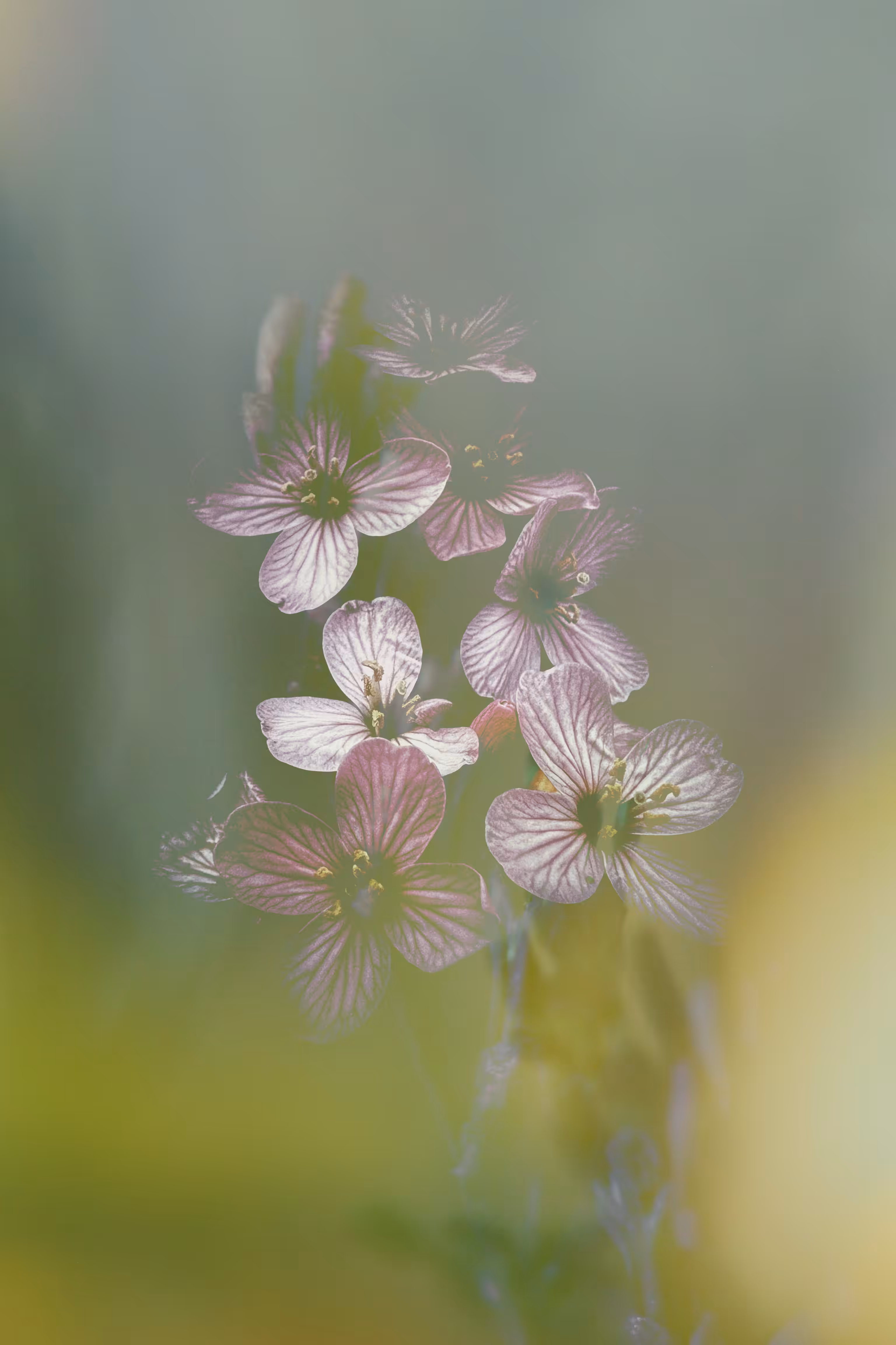 Floral Nebulae #4